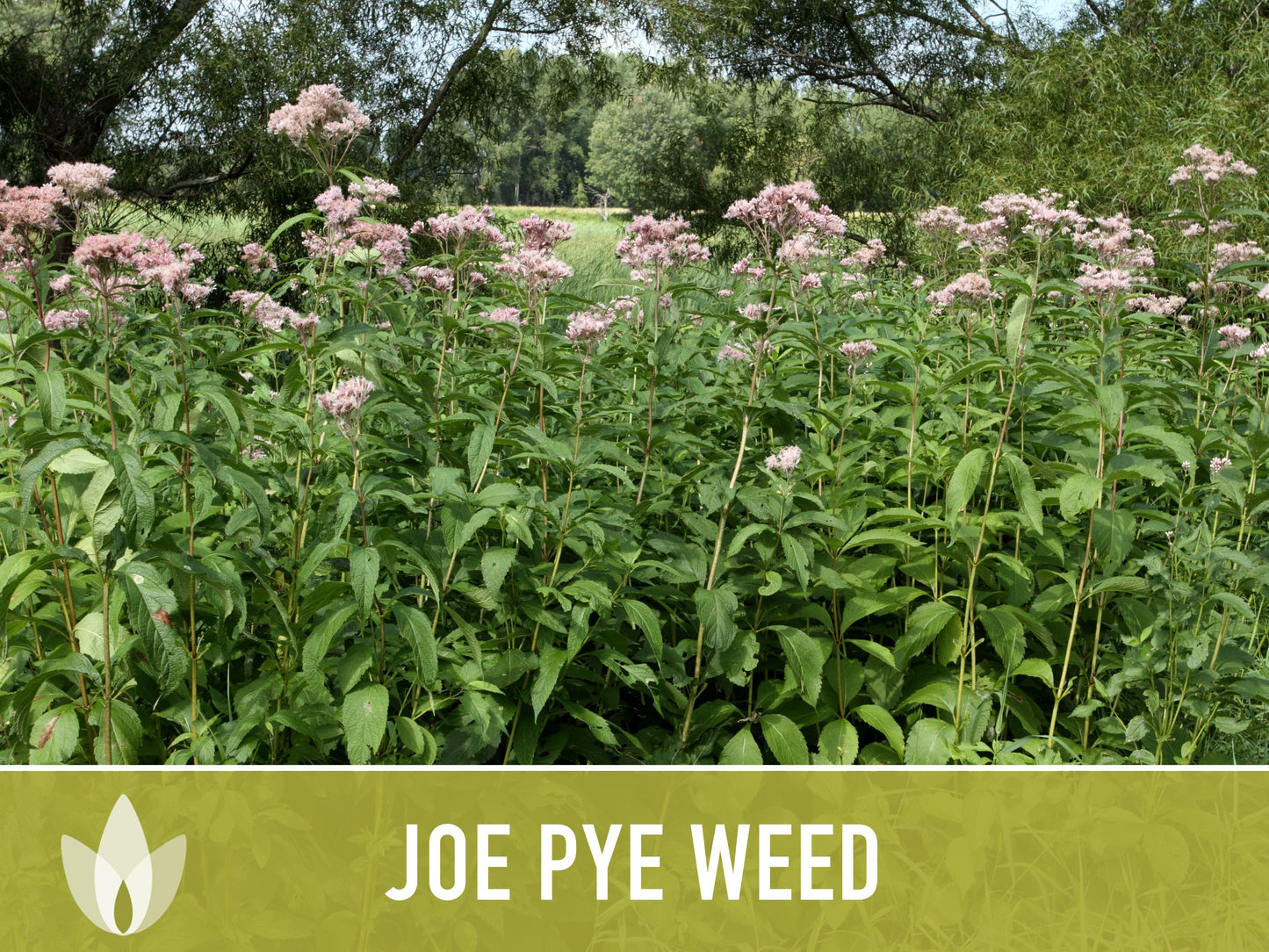 Joe Pye Weed, Spotted Flower Seeds - Heirloom Seeds, Native Seeds, Wildflower Seeds, Non-GMO