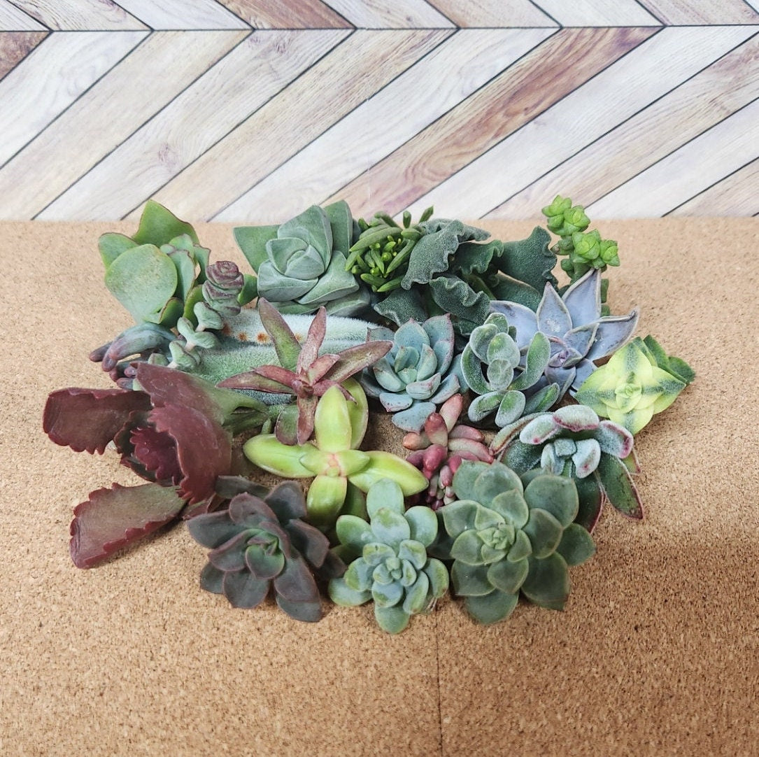 20 assorted succulent cuttings 40+ varieties possible