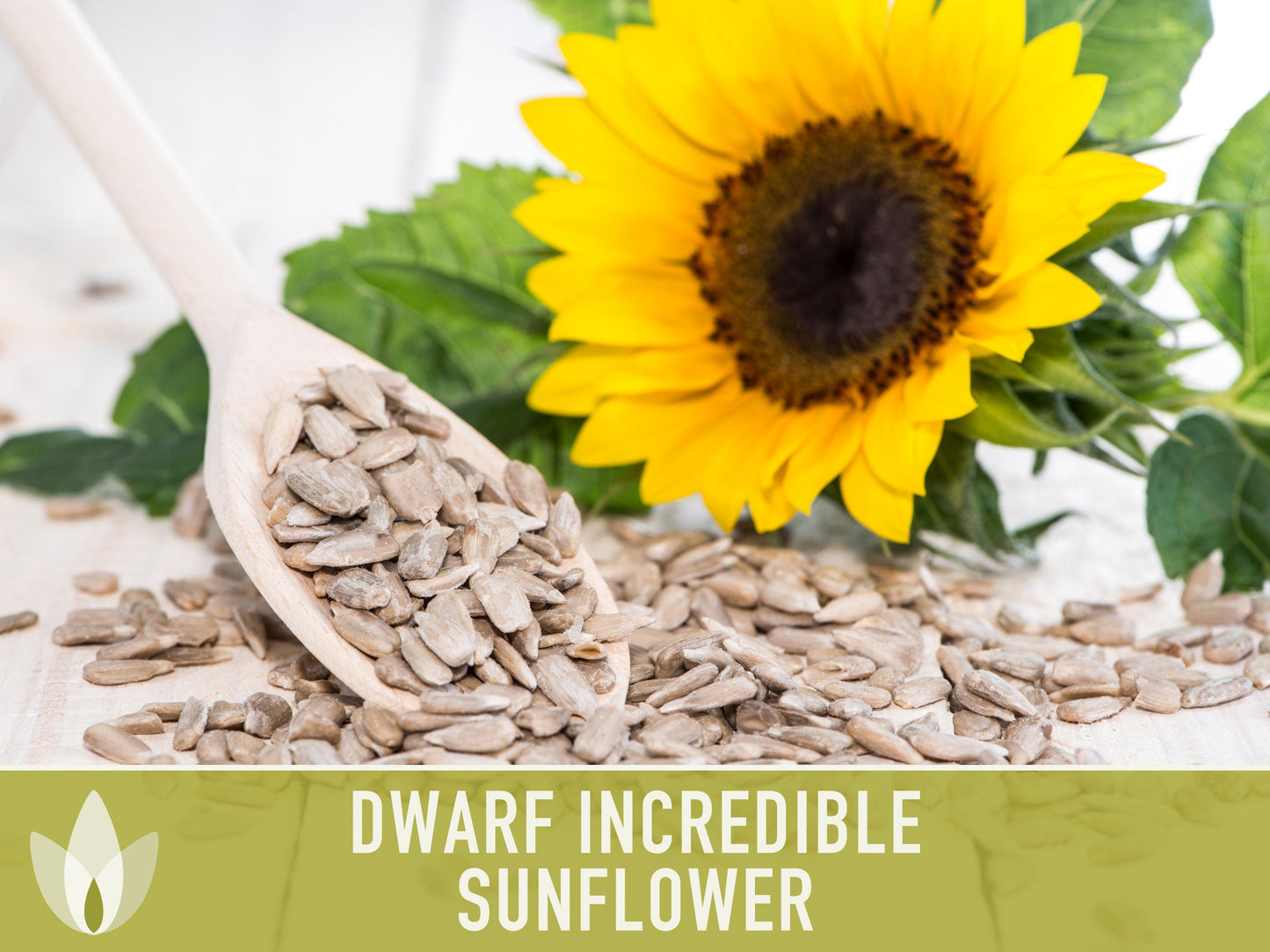Dwarf Incredible Sunflower Seeds - Heirloom Seeds, Dwarf Sunflower, Seed Packets, Flower Seeds, Open Pollinated, Non GMO