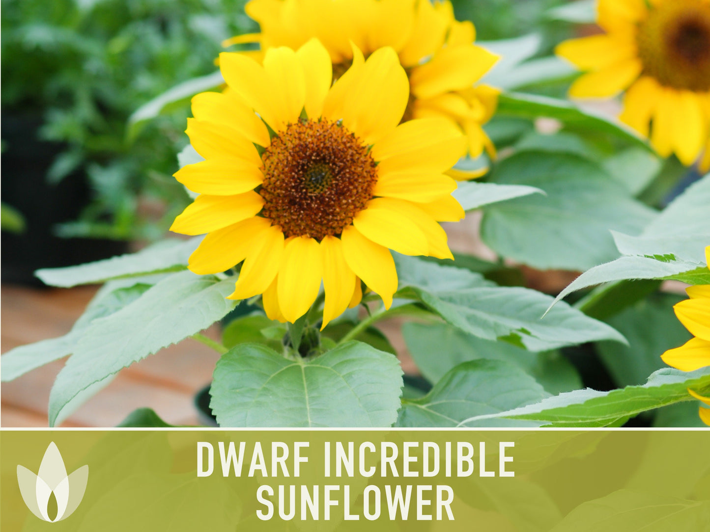 Dwarf Incredible Sunflower Seeds - Heirloom Seeds, Dwarf Sunflower, Seed Packets, Flower Seeds, Open Pollinated, Non GMO