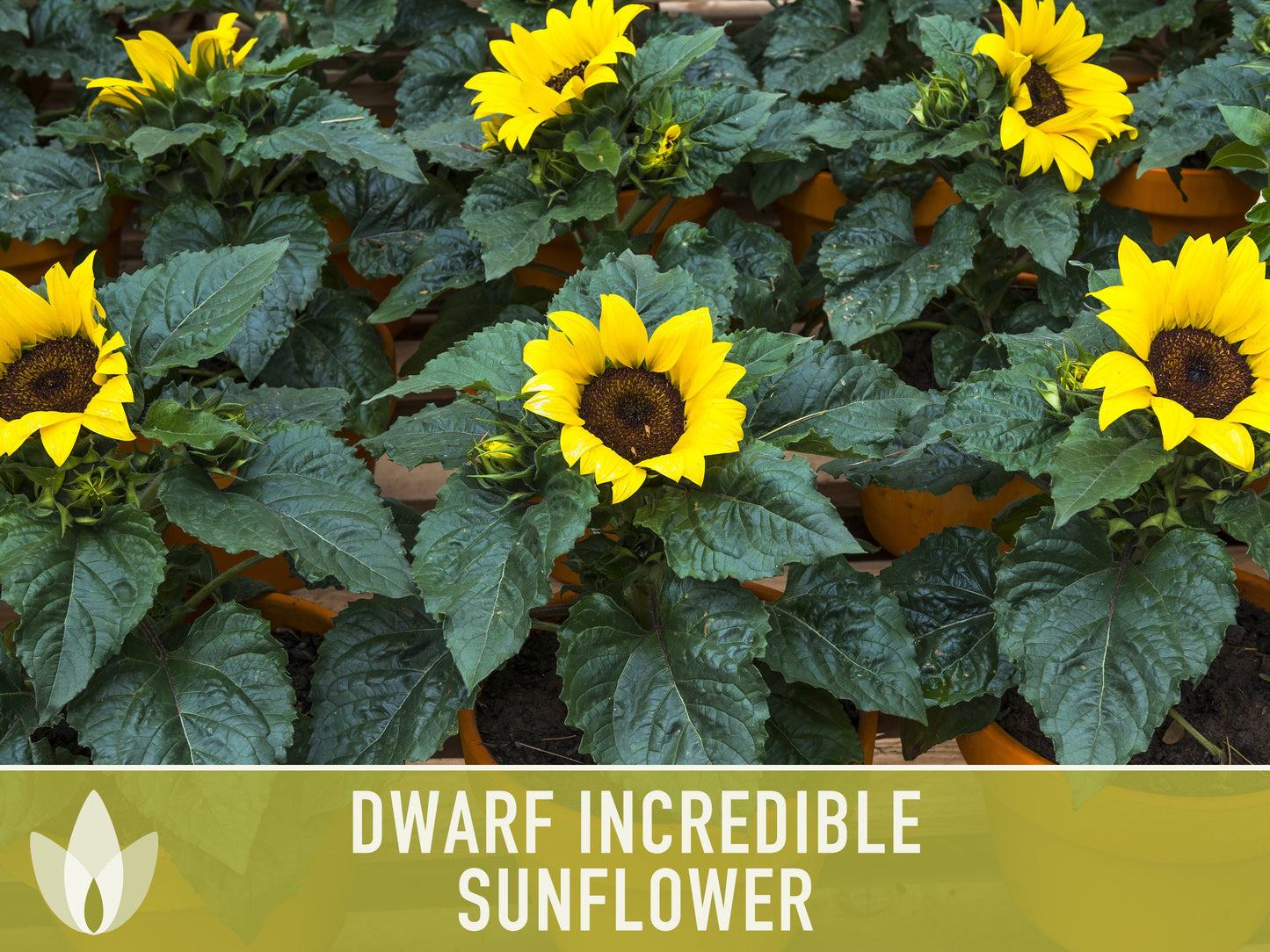 Dwarf Incredible Sunflower Seeds - Heirloom Seeds, Dwarf Sunflower, Seed Packets, Flower Seeds, Open Pollinated, Non GMO