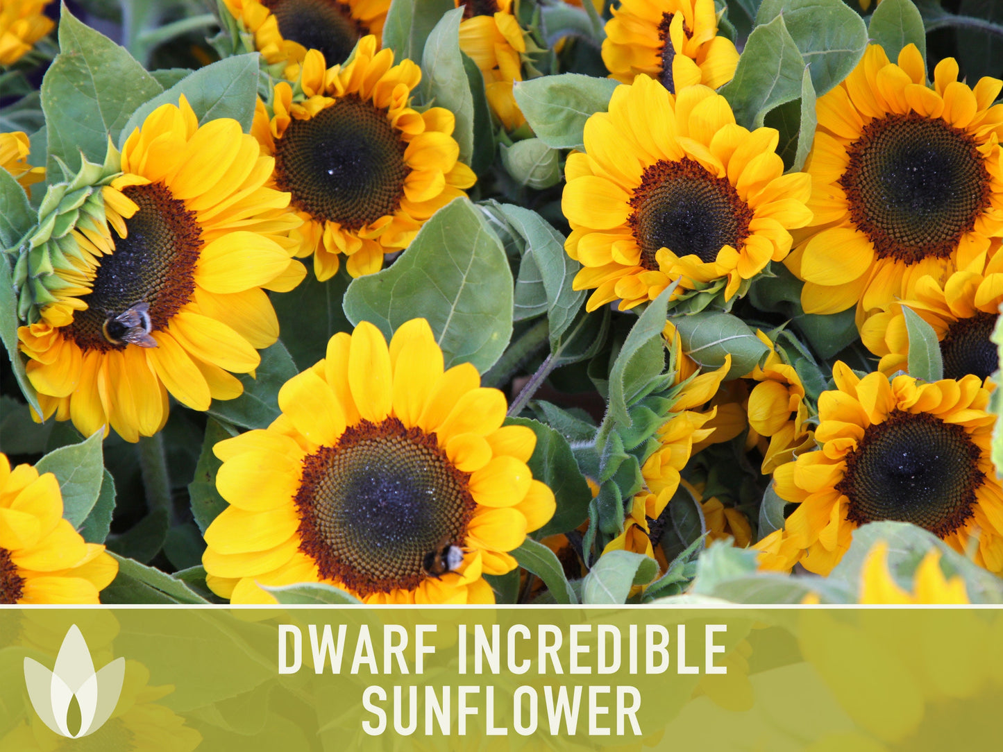 Dwarf Incredible Sunflower Seeds - Heirloom Seeds, Dwarf Sunflower, Seed Packets, Flower Seeds, Open Pollinated, Non GMO