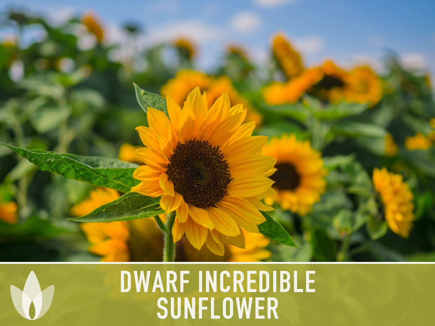 Dwarf Incredible Sunflower Seeds - Heirloom Seeds, Dwarf Sunflower, Seed Packets, Flower Seeds, Open Pollinated, Non GMO