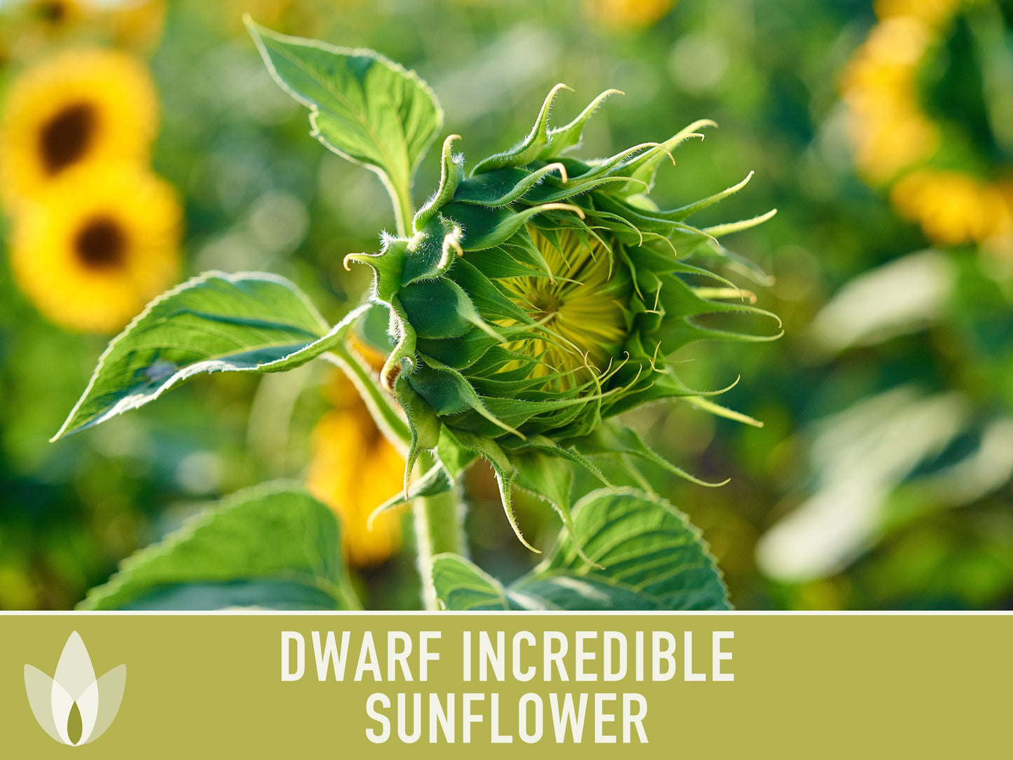 Dwarf Incredible Sunflower Seeds - Heirloom Seeds, Dwarf Sunflower, Seed Packets, Flower Seeds, Open Pollinated, Non GMO