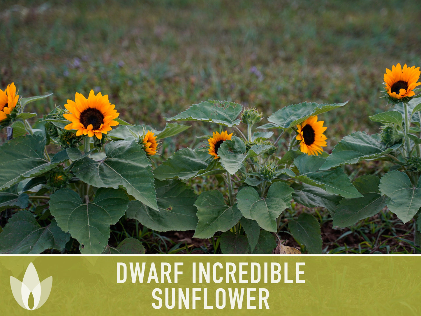 Dwarf Incredible Sunflower Seeds - Heirloom Seeds, Dwarf Sunflower, Seed Packets, Flower Seeds, Open Pollinated, Non GMO