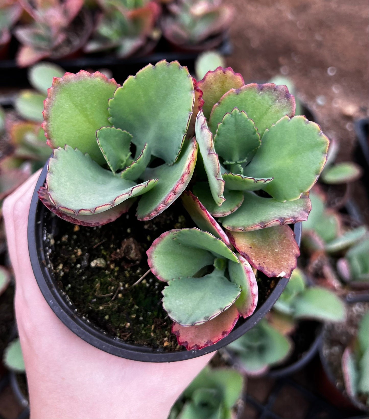 Mother of Thousands, Kalanchoe Succulent, Small Plant in 2”, 4”pot