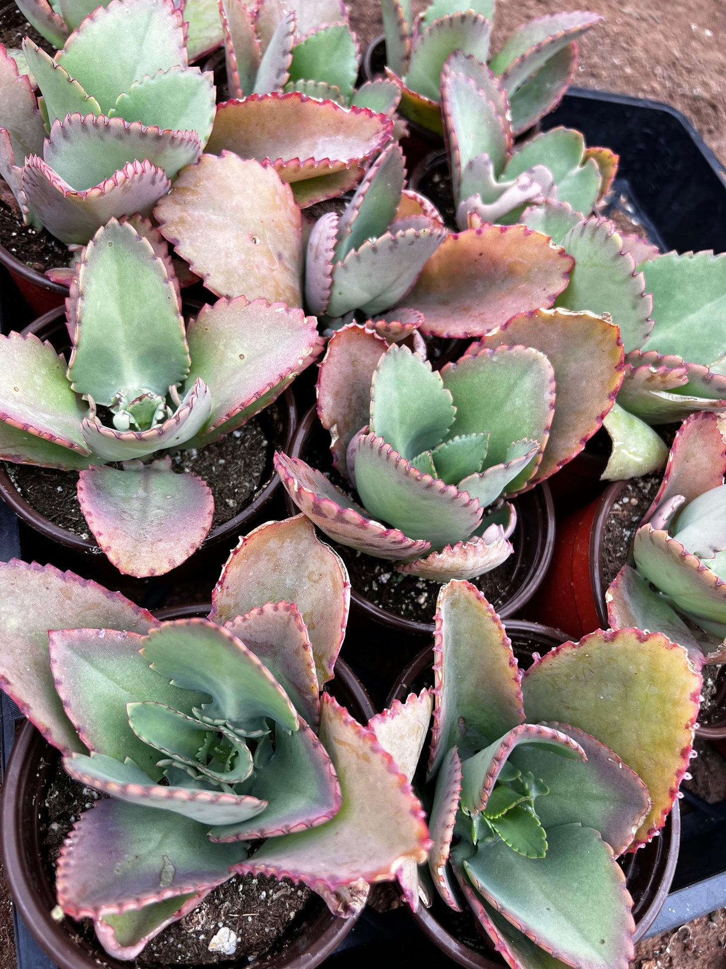 Mother of Thousands, Kalanchoe Succulent, Small Plant in 2”, 4”pot