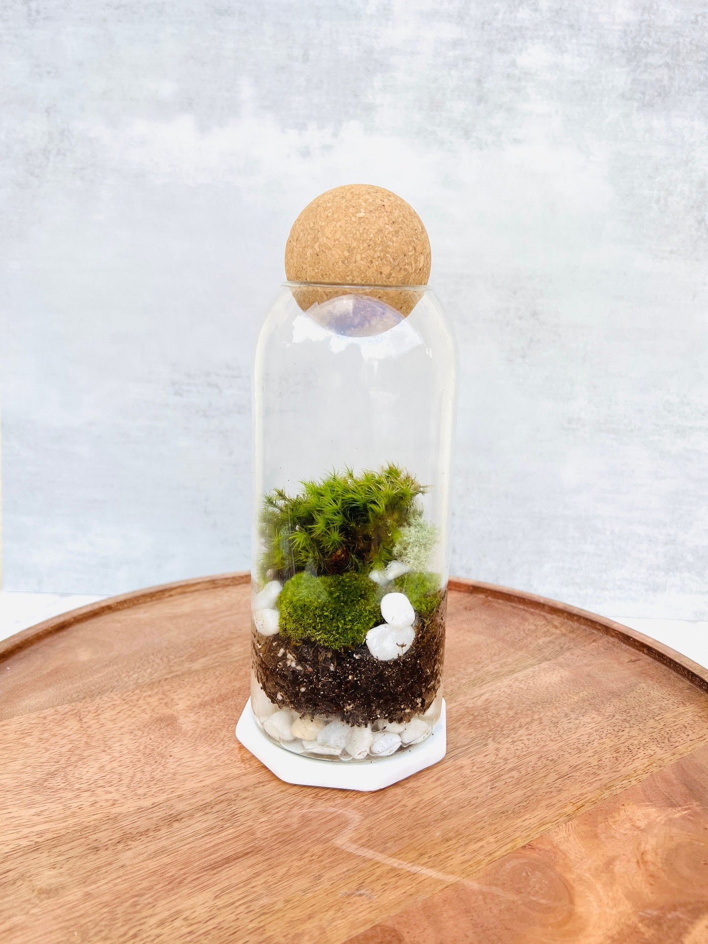 Complete Closed terrarium kit with live plants and live moss, bioactive terrarium, sealed terrarium kit / science kit for kids, mothers day