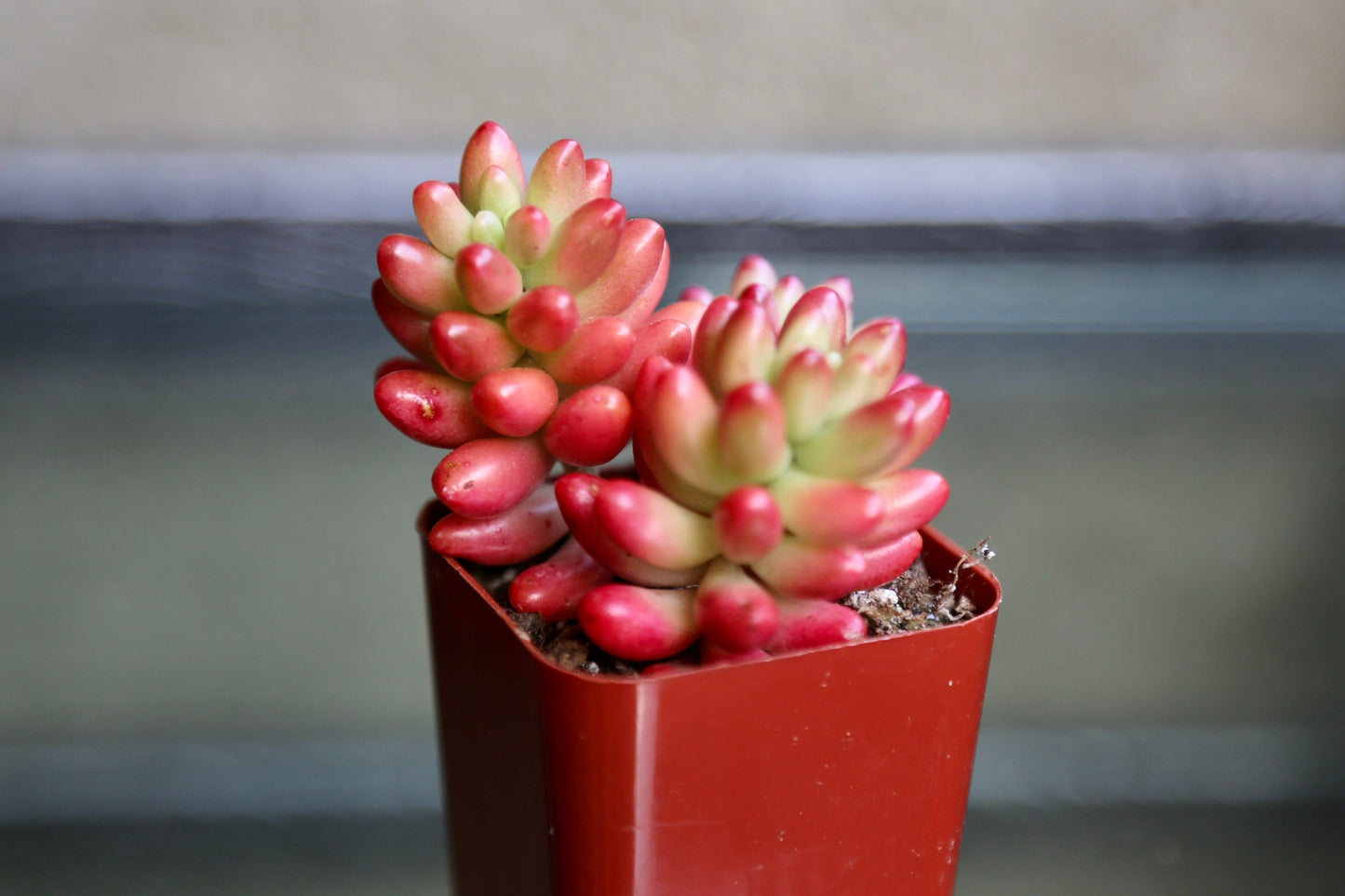 Jelly Bean Succulent Sedum Rubrotinctum Live Succulent Plant in 2” 4“ Pot