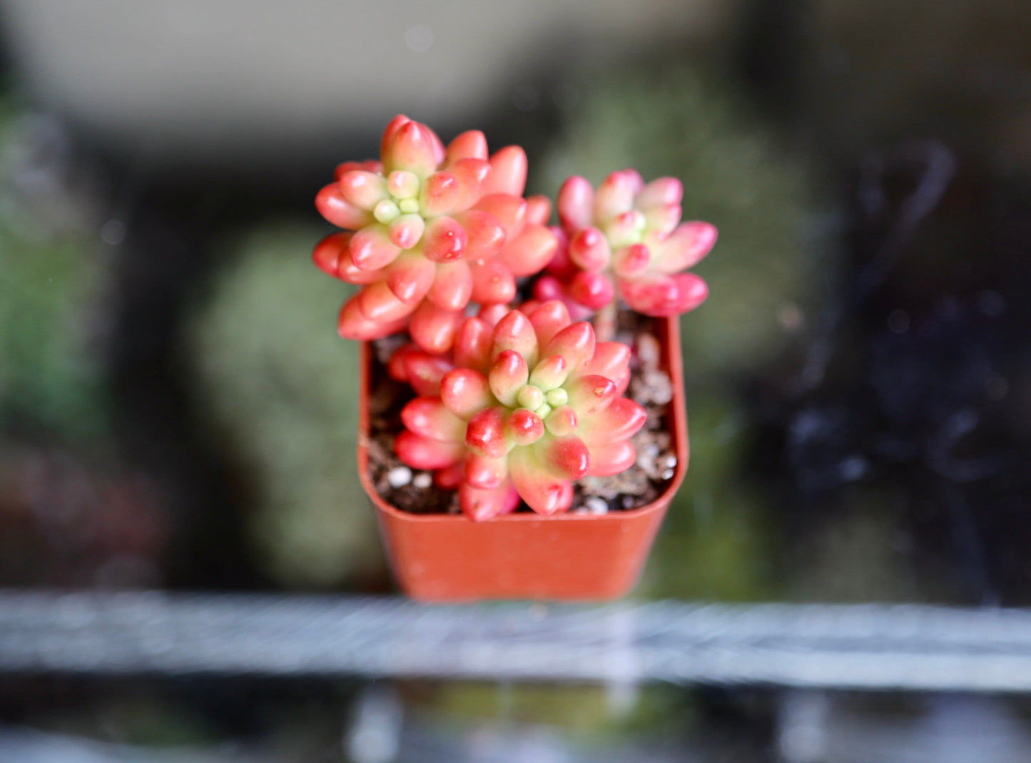 Jelly Bean Succulent Sedum Rubrotinctum Live Succulent Plant in 2” 4“ Pot