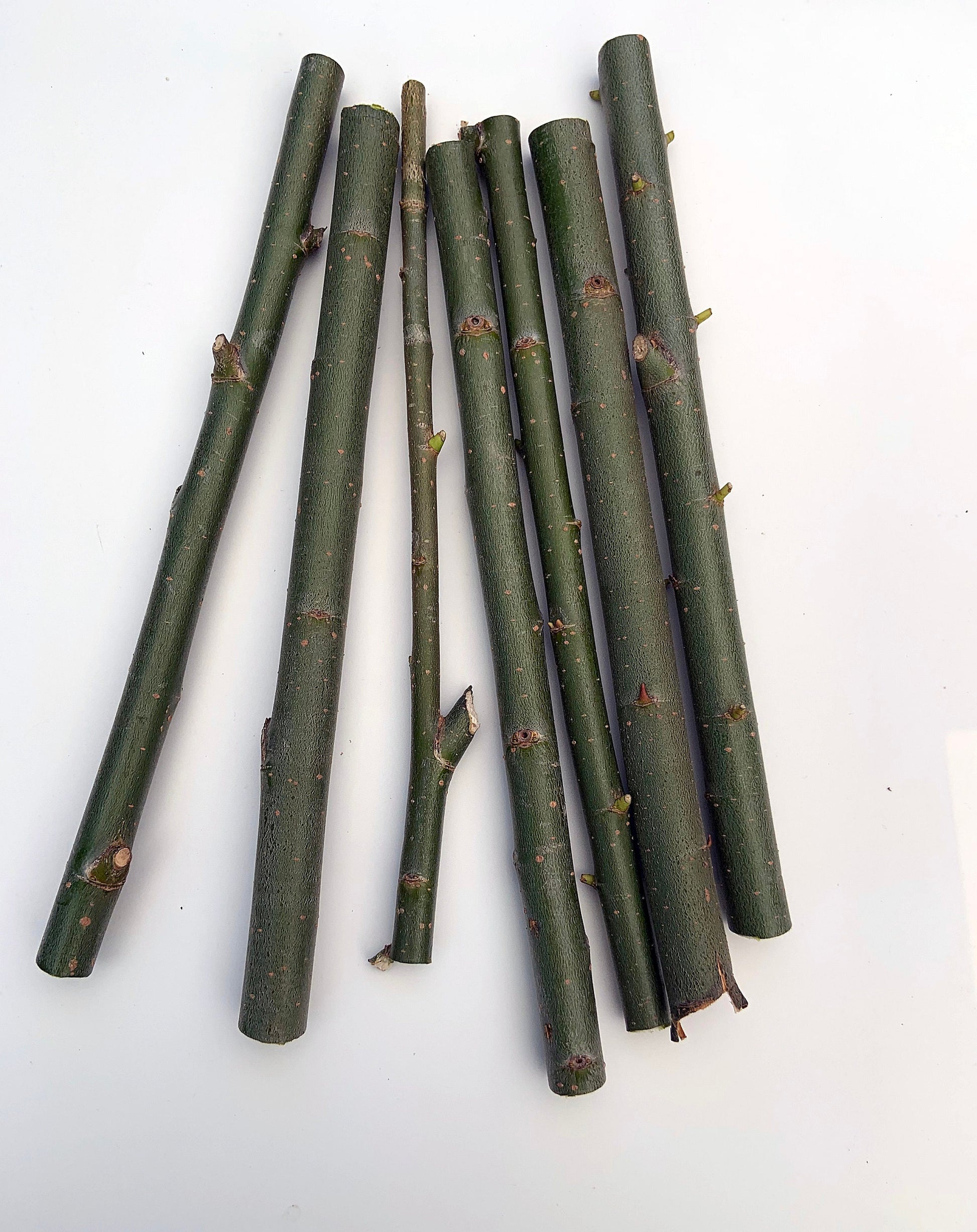 50 Hybrid Willow Cuttings is One of the Fastest Growing Tree. Free Shipping!!!!!!!! Green Garden Corner.