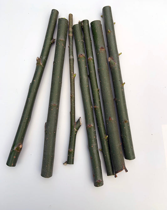 50 Hybrid Willow Cuttings is One of the Fastest Growing Tree. Free Shipping!!!!!!!! Green Garden Corner.