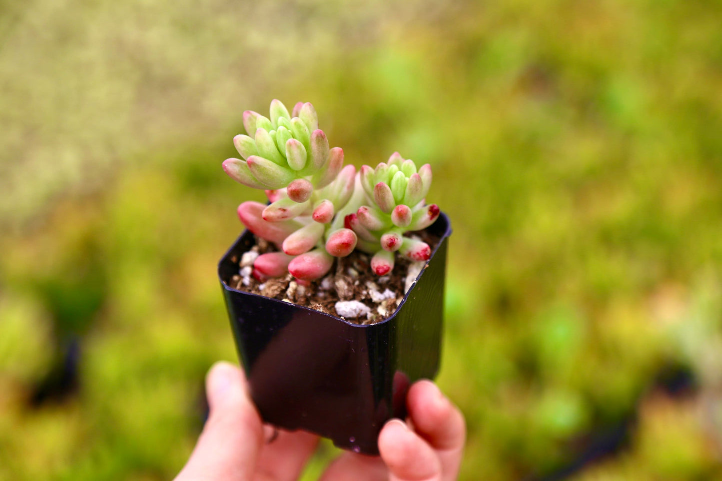 Jelly Bean Succulent Sedum Rubrotinctum Live Succulent Plant in 2” 4“ Pot