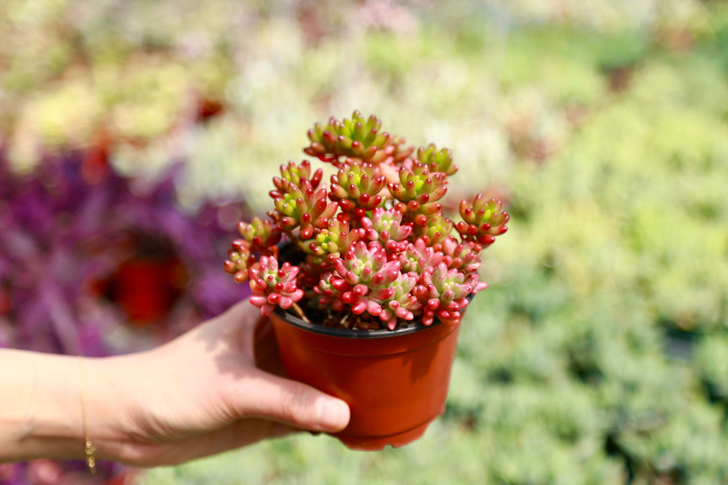 Jelly Bean Succulent Sedum Rubrotinctum Live Succulent Plant in 2” 4“ Pot