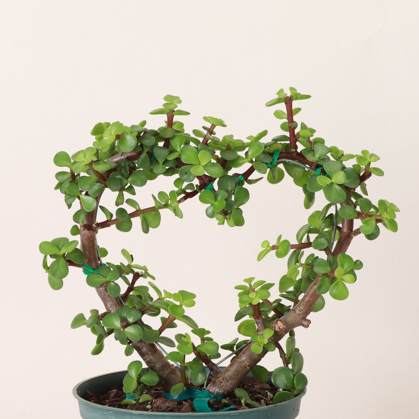 Jade Heart Bonsai | 4" Diameter Plant | Live Houseplant | Thorsen's Greenhouse