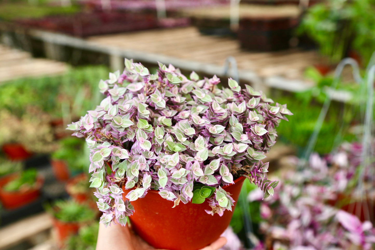 Pink Panther - Pink Lady - Bolivian Jewel - Callisia repens - Wandering Jew Plant 2" 4" 6” Ship with Pot