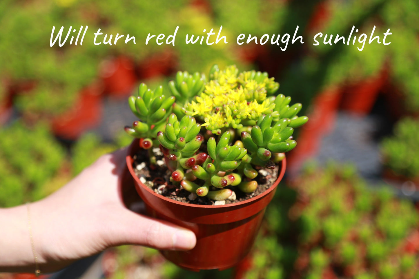 Jelly Bean Succulent Sedum Rubrotinctum Live Succulent Plant in 2” 4“ Pot