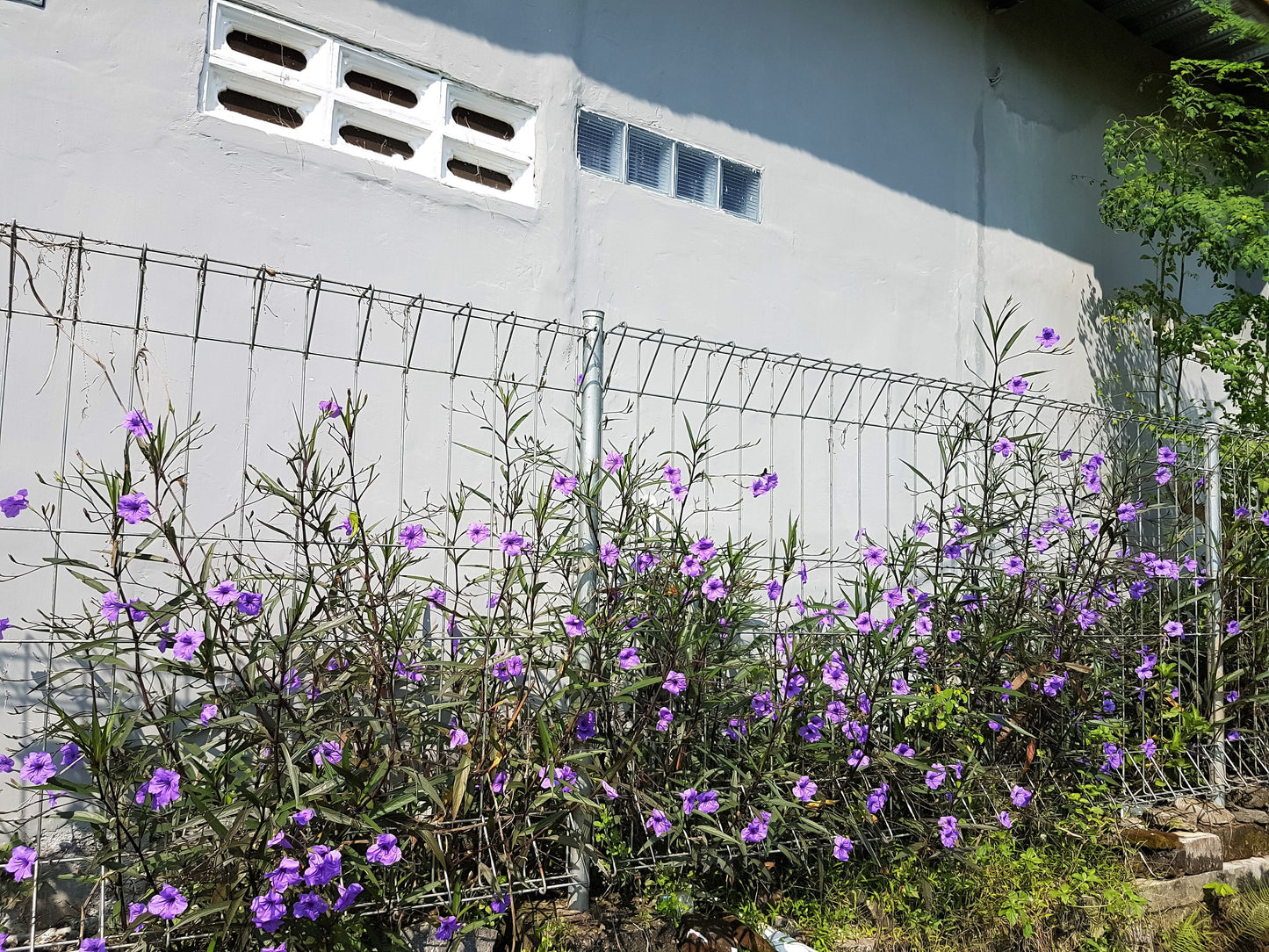 100 Blue Purple FRINGELEAF PETUNIA Wild Ruellia Humilis Perennial Native Flower Seeds