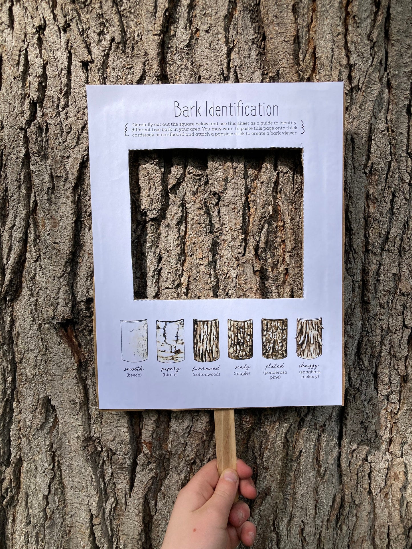Tree Nature Study BUNDLE - Charlotte Mason, Unit Study