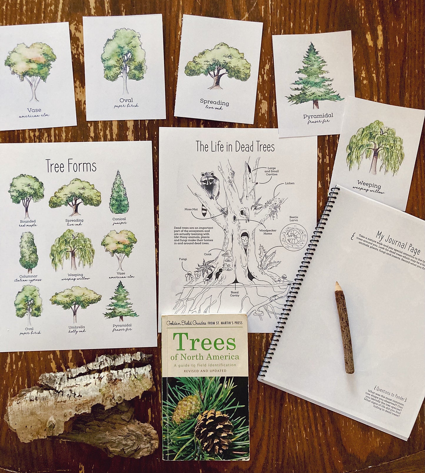 Tree Nature Study BUNDLE - Charlotte Mason, Unit Study