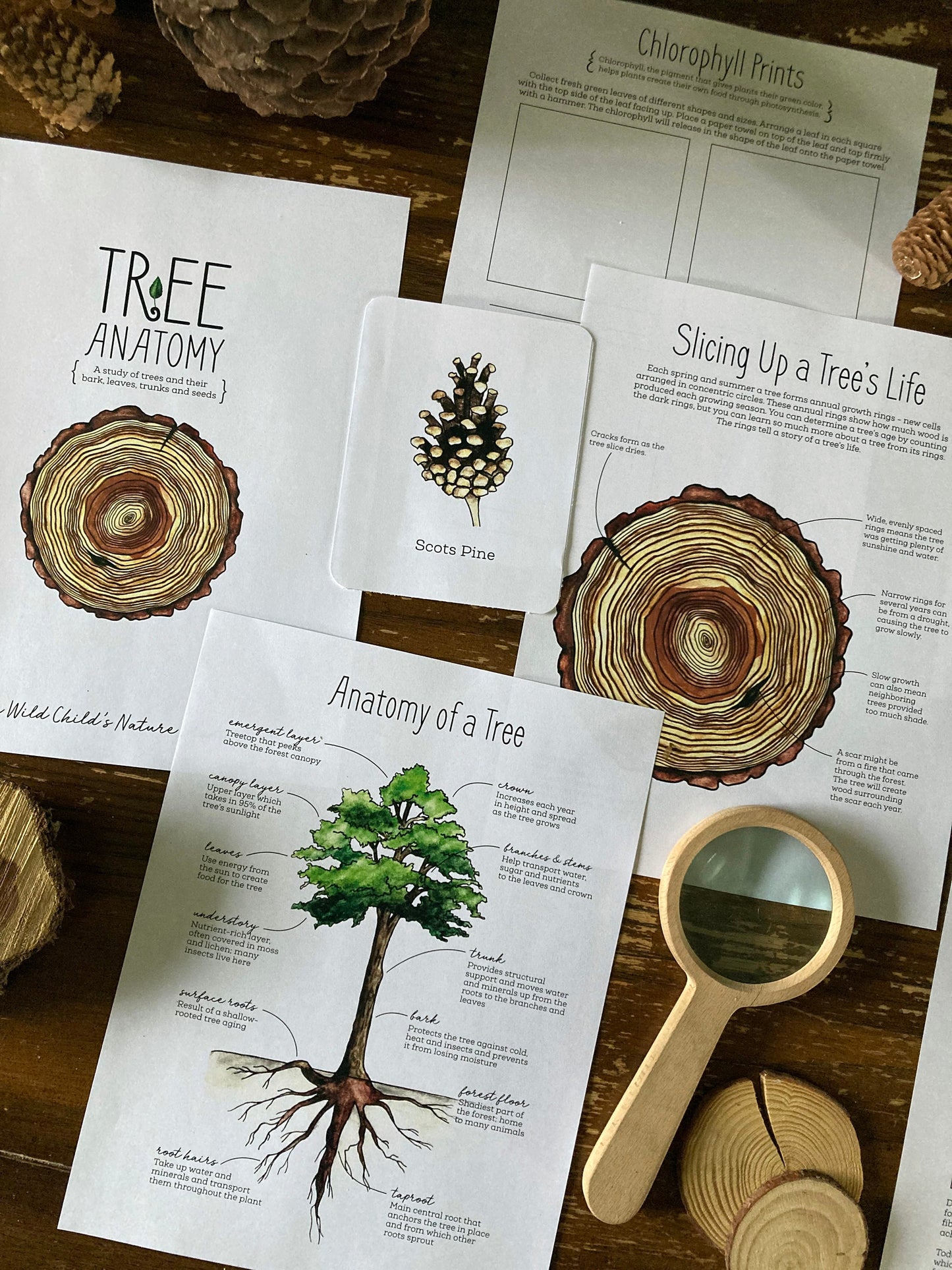 Tree Nature Study BUNDLE - Charlotte Mason, Unit Study