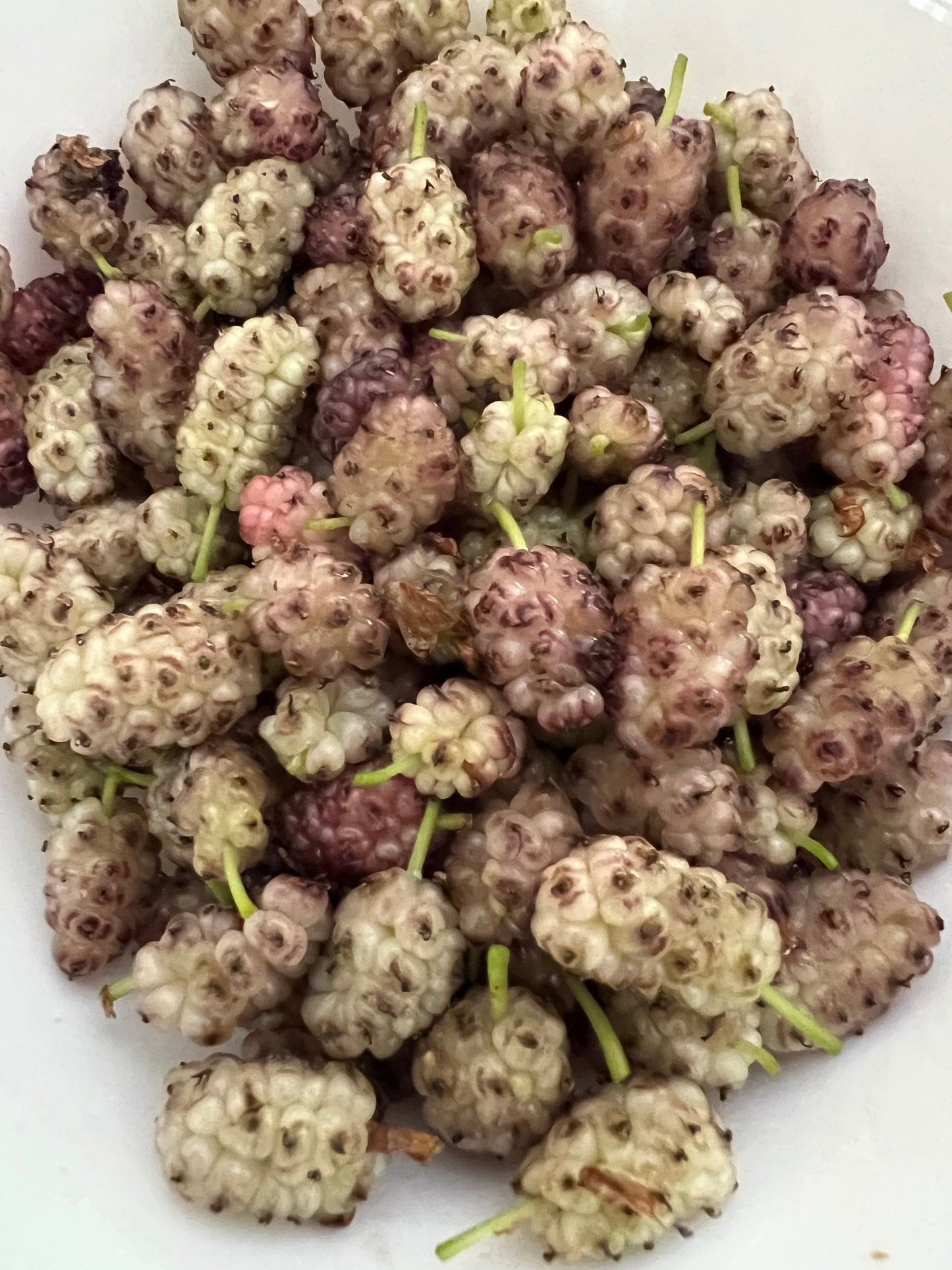 Perennial 15 Mulberry Cuttings Unrooted 5-8 inches