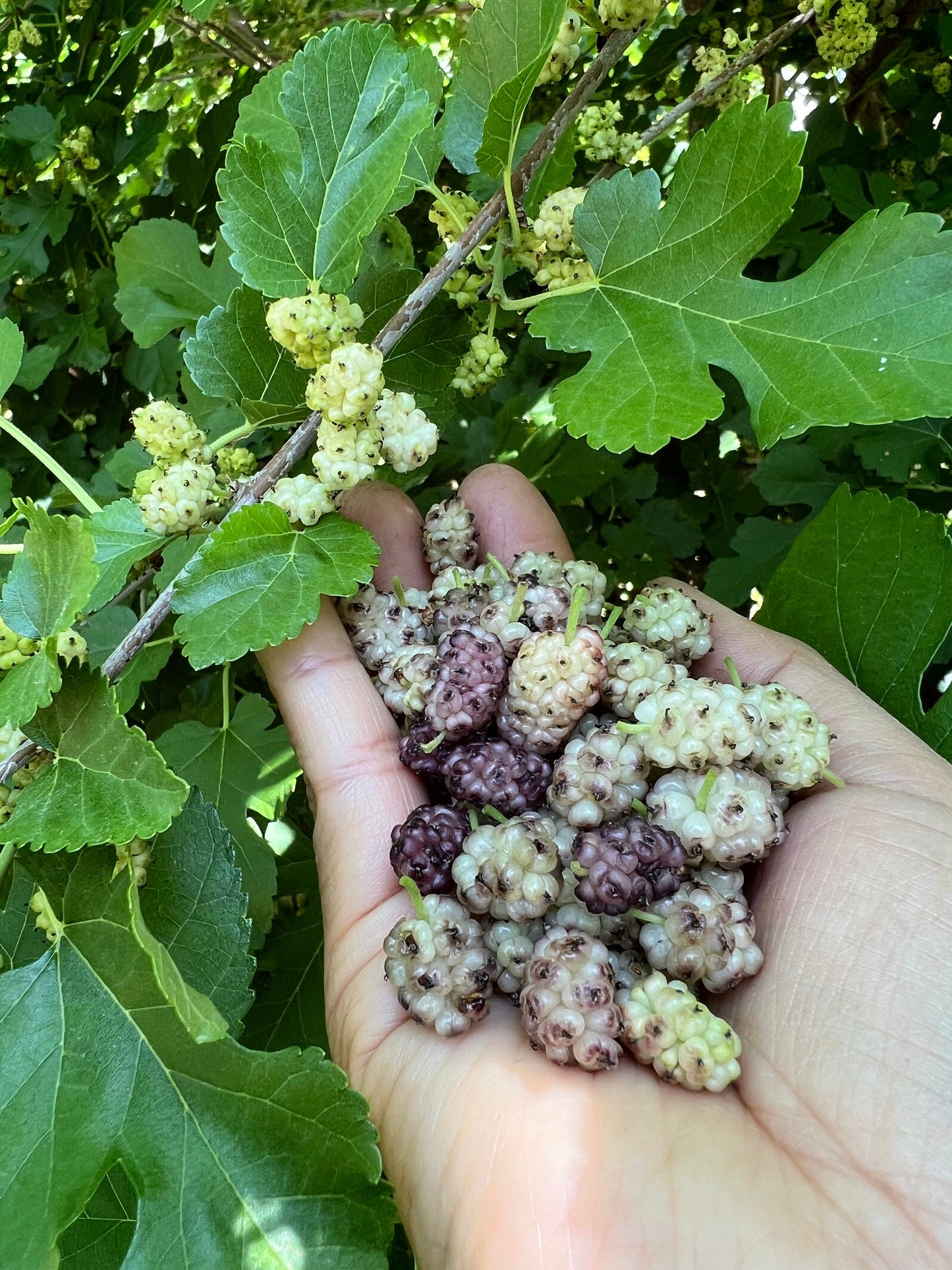Perennial 15 Mulberry Cuttings Unrooted 5-8 inches