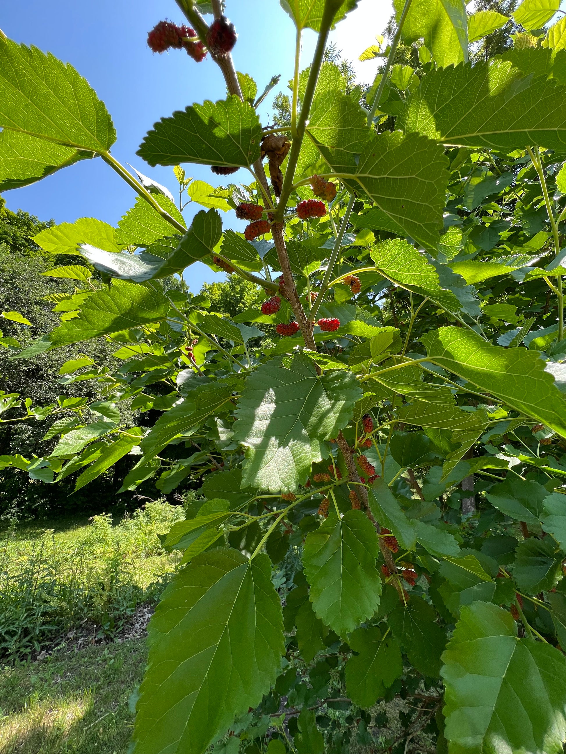 Perennial 15 Mulberry Cuttings Unrooted 5-8 inches