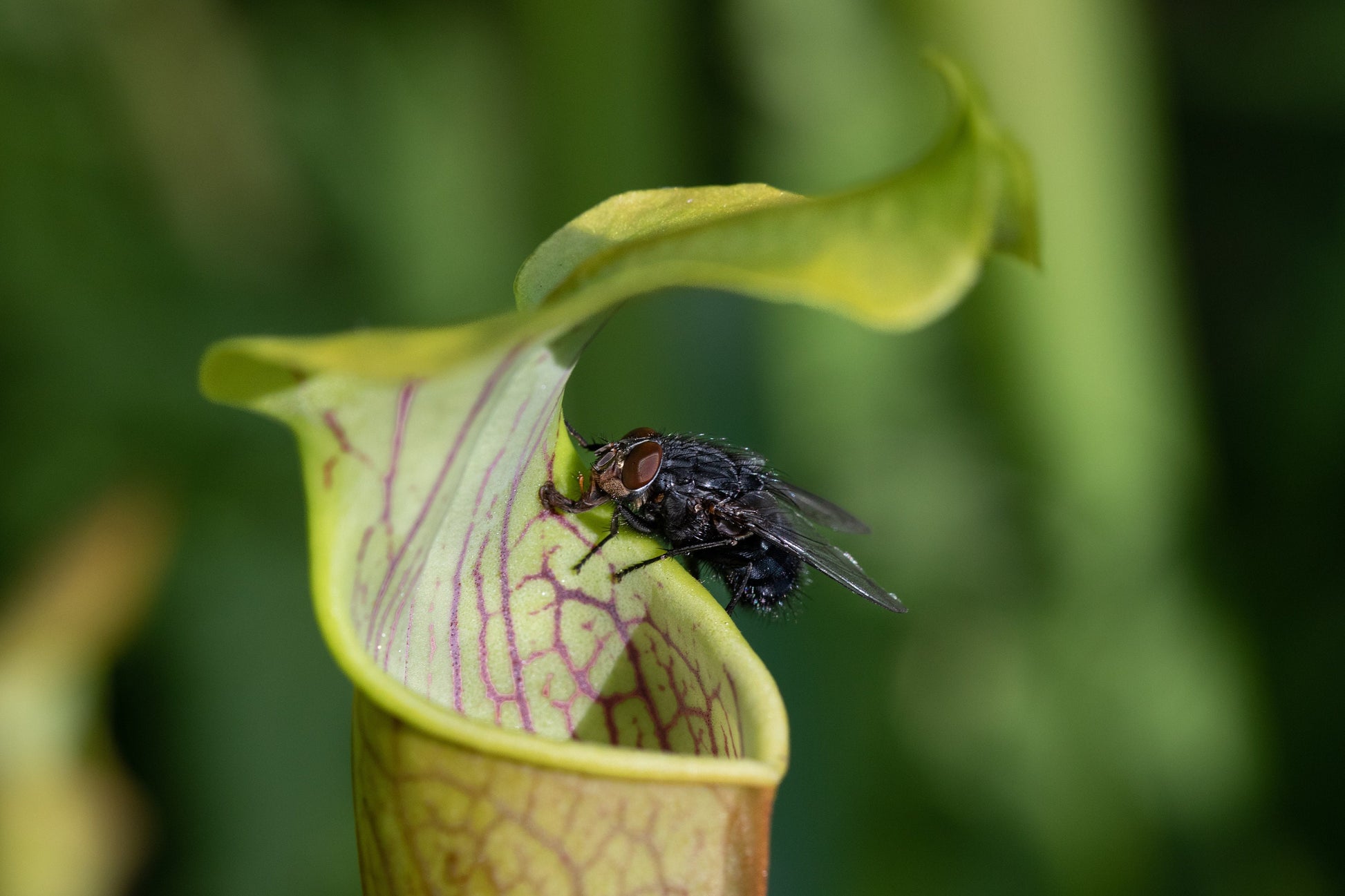 XXL Alata Pitcher Plant - Carnivorous Hanging Plant in 6'' Pot