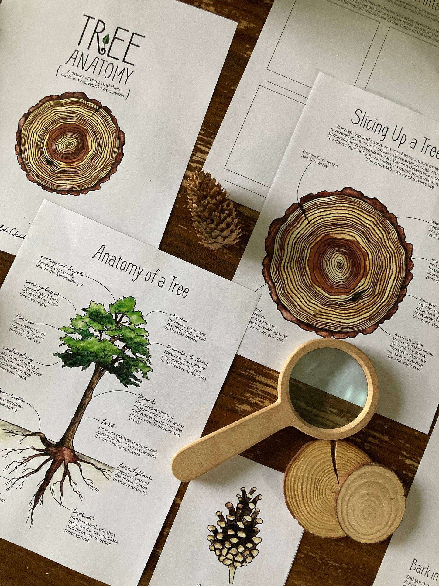 Tree Anatomy Nature Study - Charlotte Mason Unit Study