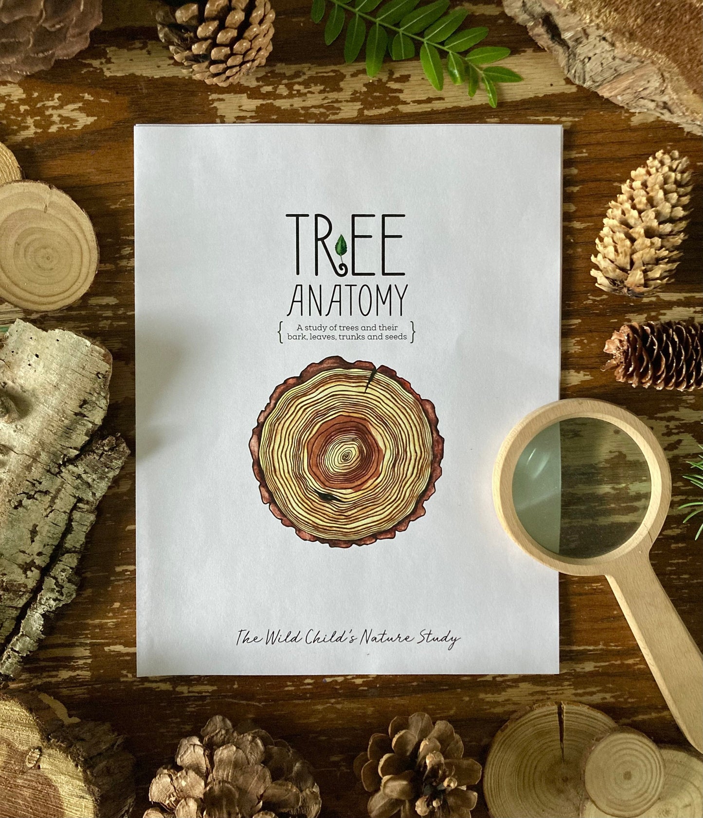 Tree Anatomy Nature Study - Charlotte Mason Unit Study
