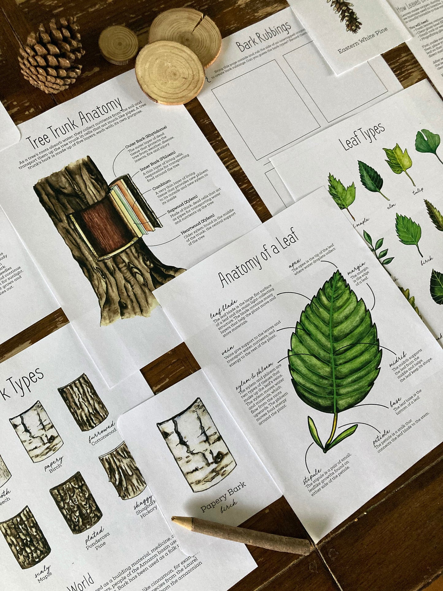 Tree Nature Study BUNDLE - Charlotte Mason, Unit Study