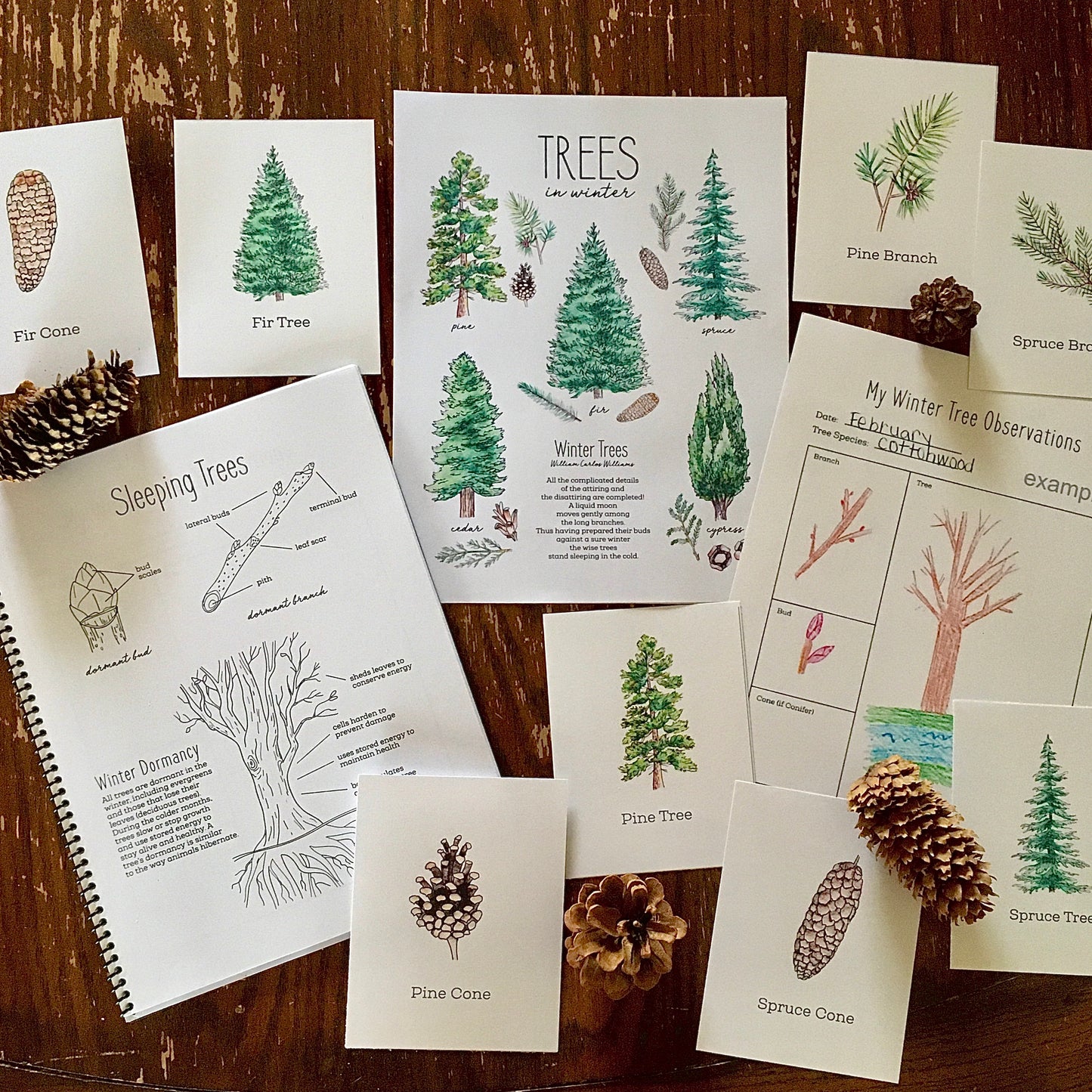 Tree Nature Study BUNDLE - Charlotte Mason, Unit Study