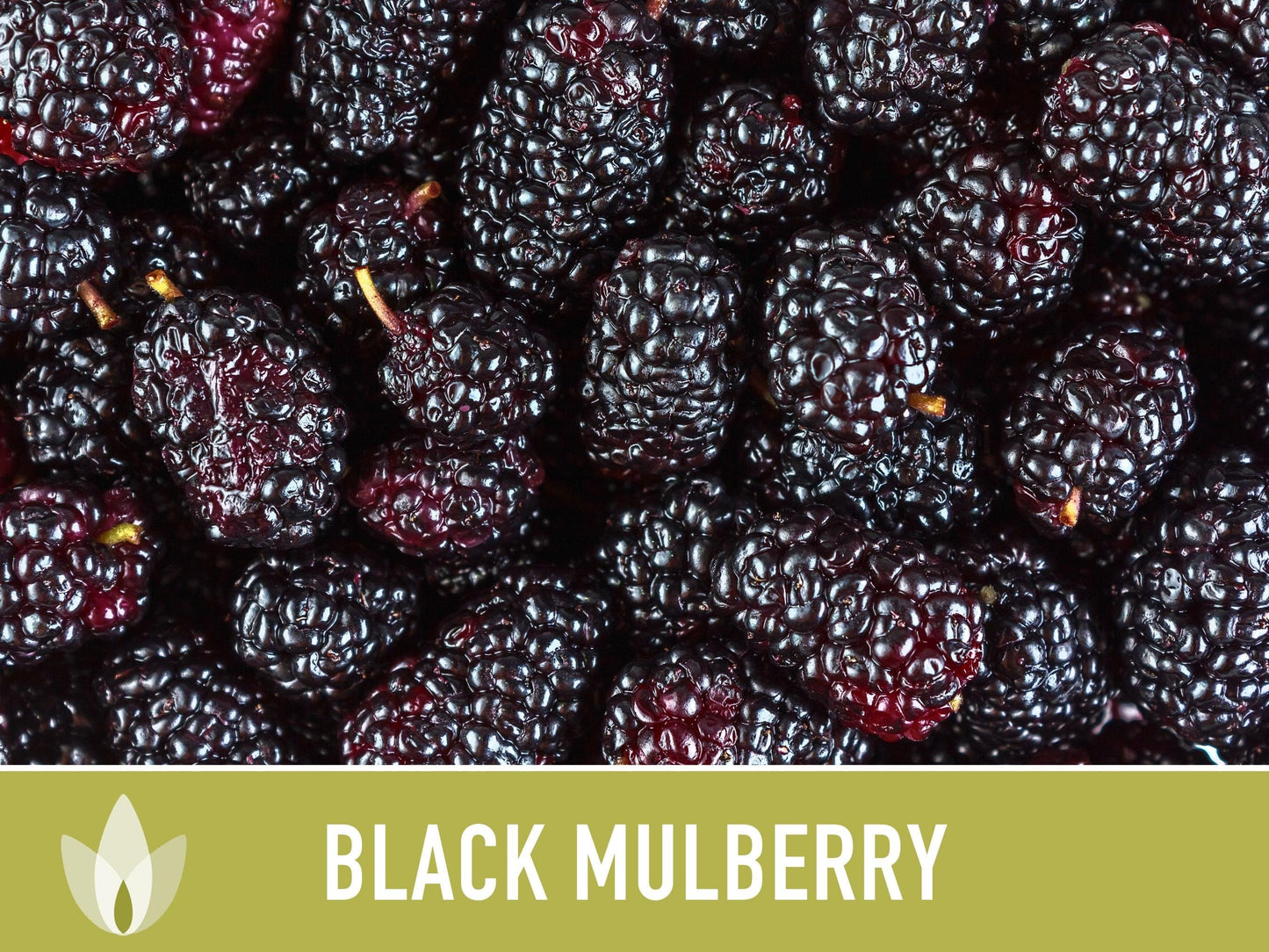 Black Mulberry Seeds - Heirloom Seeds, Dark & Sweet Fruit, Sacred Medicinal Tree, Morus Nigra, Open Pollinated, Non-GMO