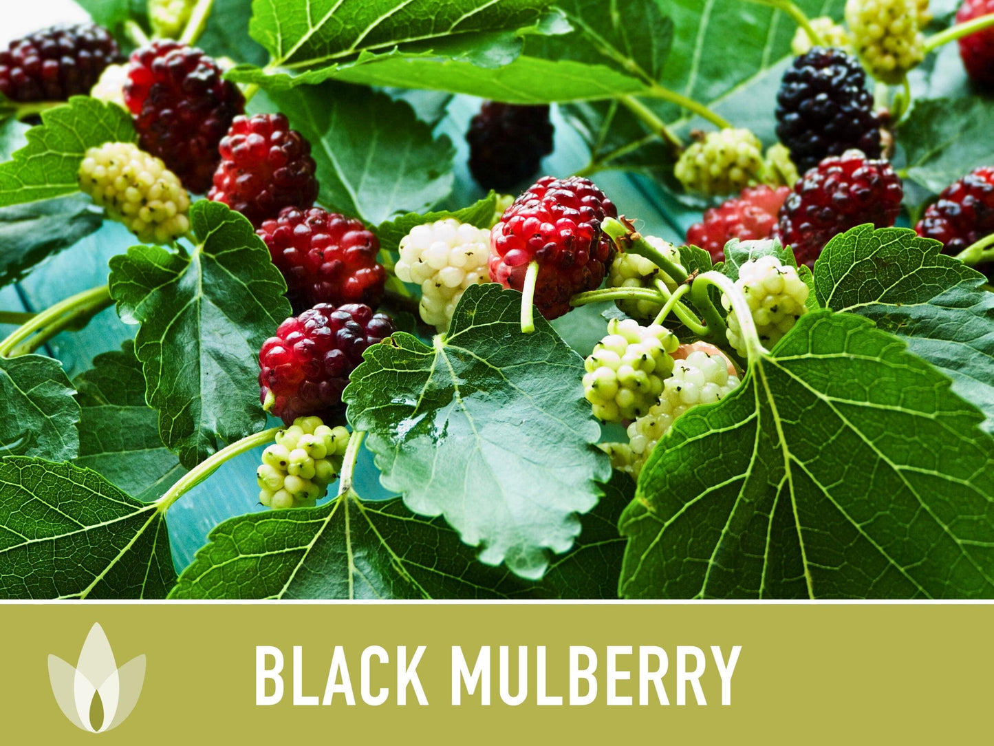 Black Mulberry Seeds - Heirloom Seeds, Dark & Sweet Fruit, Sacred Medicinal Tree, Morus Nigra, Open Pollinated, Non-GMO