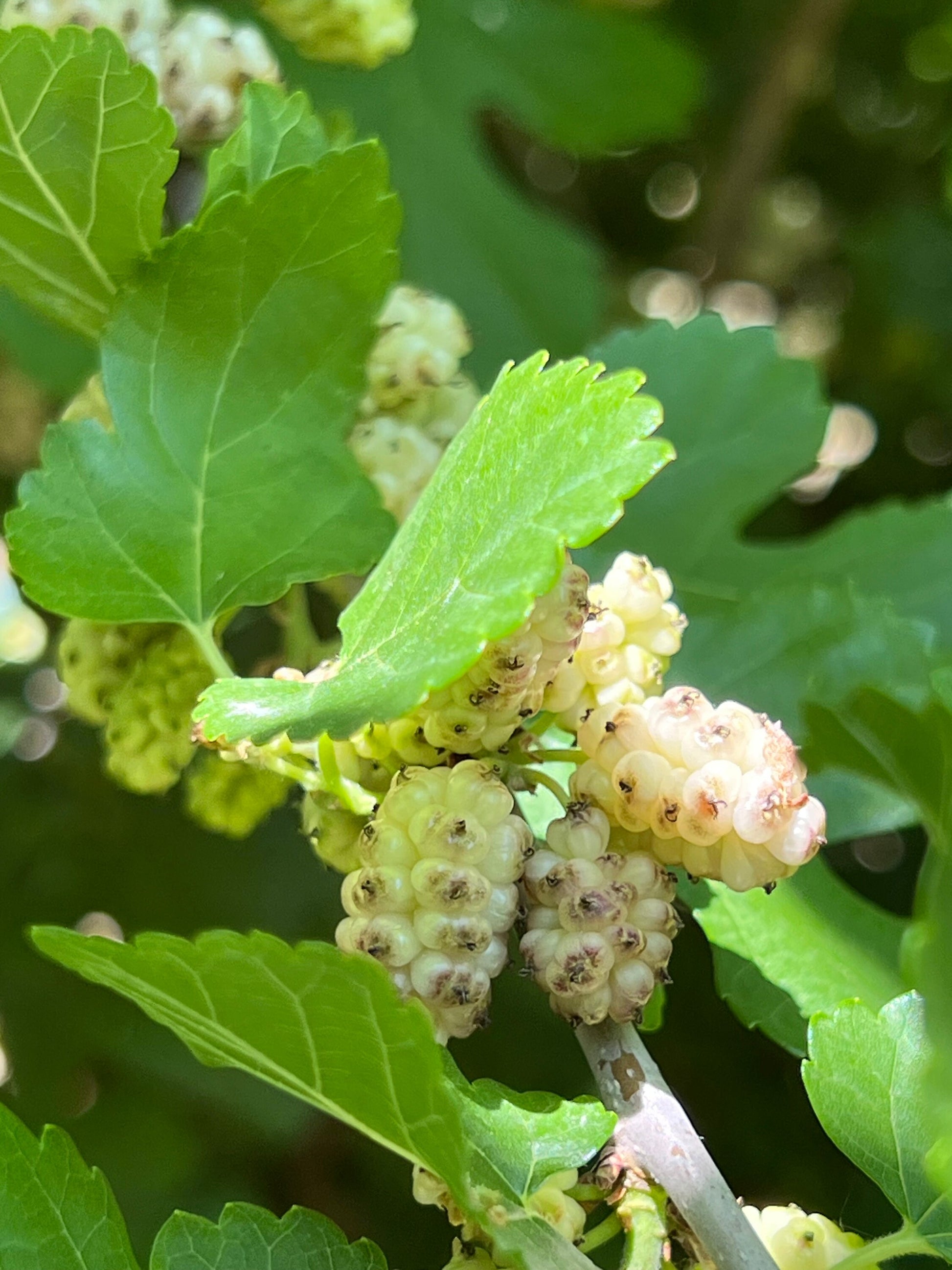 Perennial 15 Mulberry Cuttings Unrooted 5-8 inches