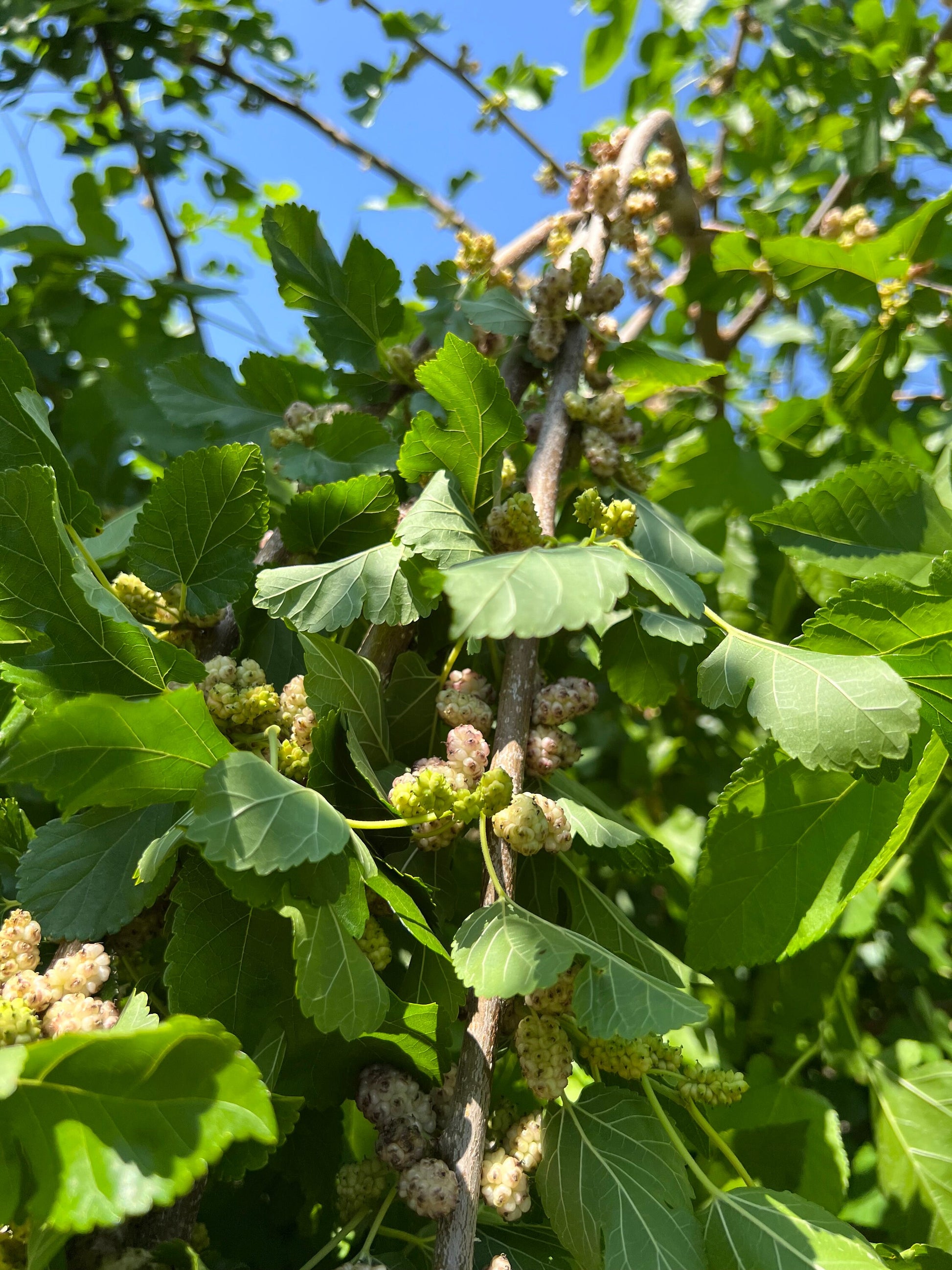 Perennial 15 Mulberry Cuttings Unrooted 5-8 inches