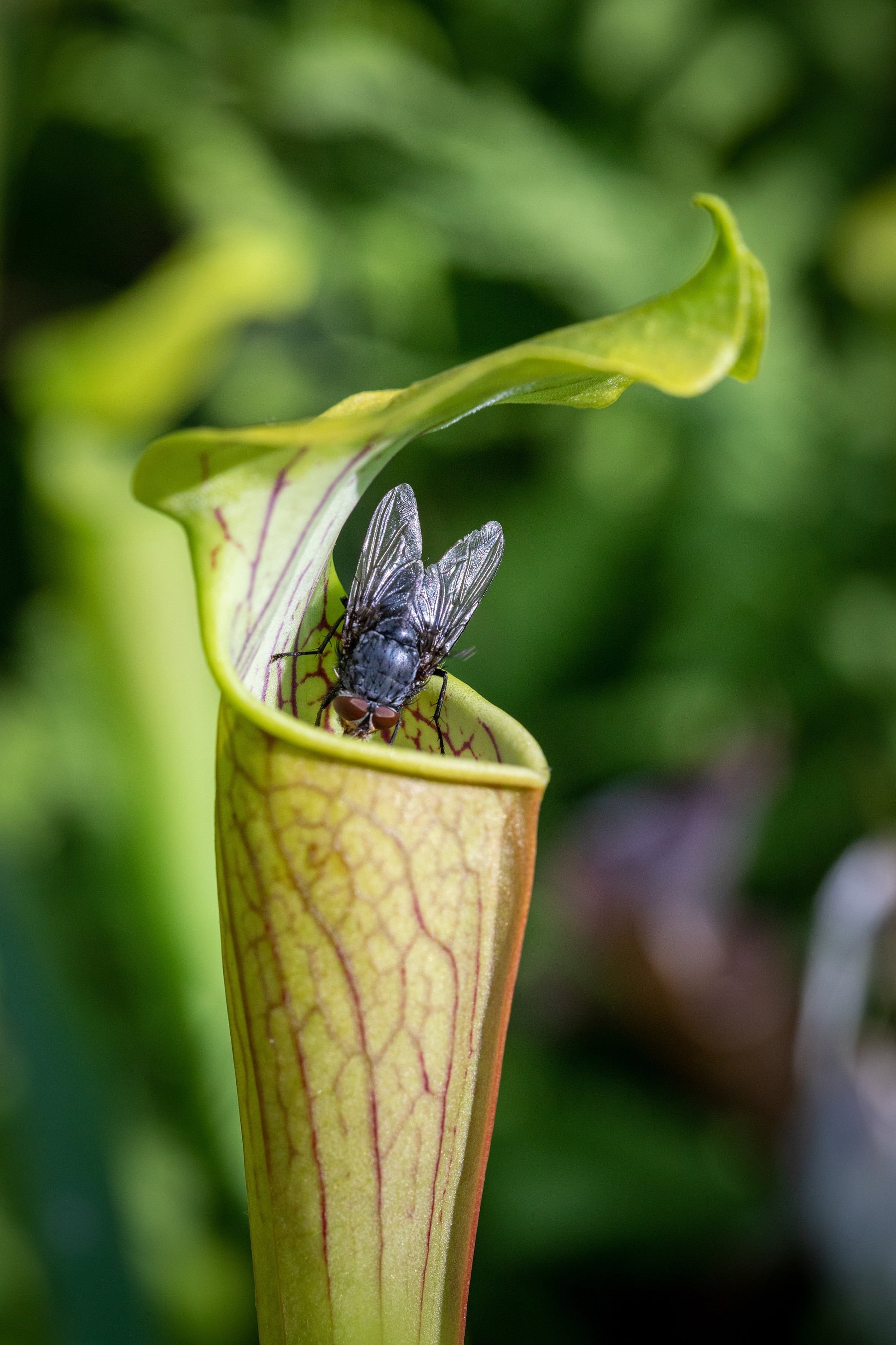 XXL Alata Pitcher Plant - Carnivorous Hanging Plant in 6'' Pot