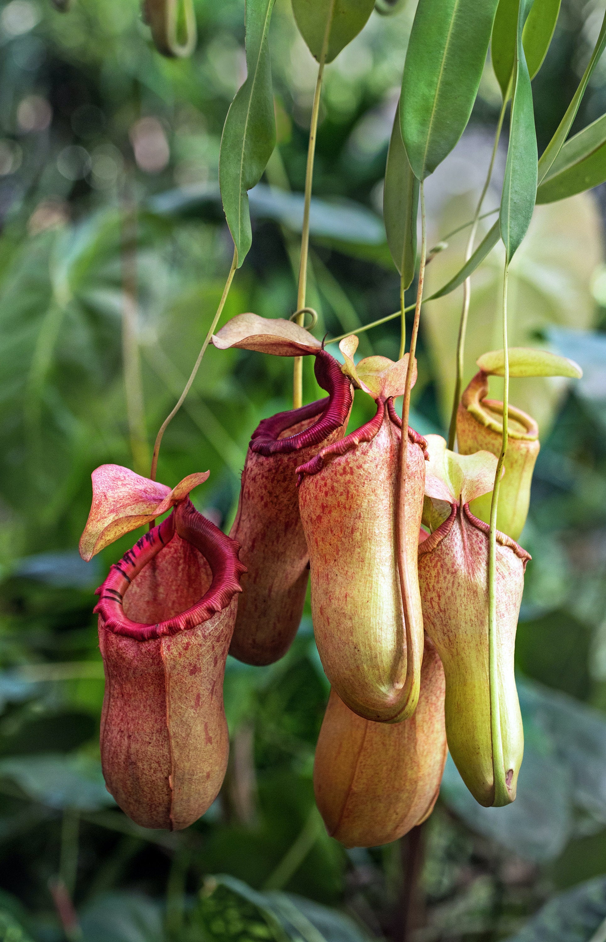 XXL Alata Pitcher Plant - Carnivorous Hanging Plant in 6'' Pot
