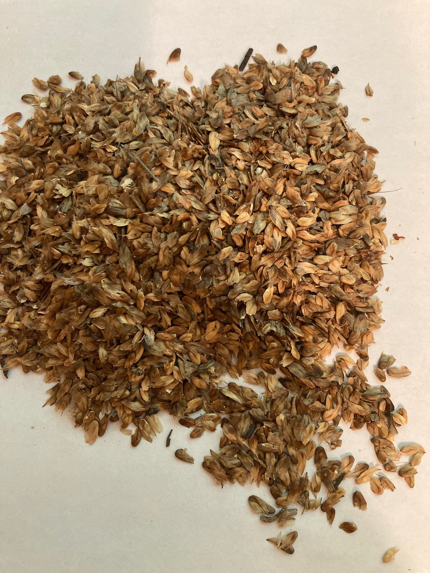 Horsetail Beefwood Tree Seeds (CASUARINA EQUISETIFOLIA ) (Beach Sheoak, Ironwood, Australian Pine, Filao Tree, She-oak)