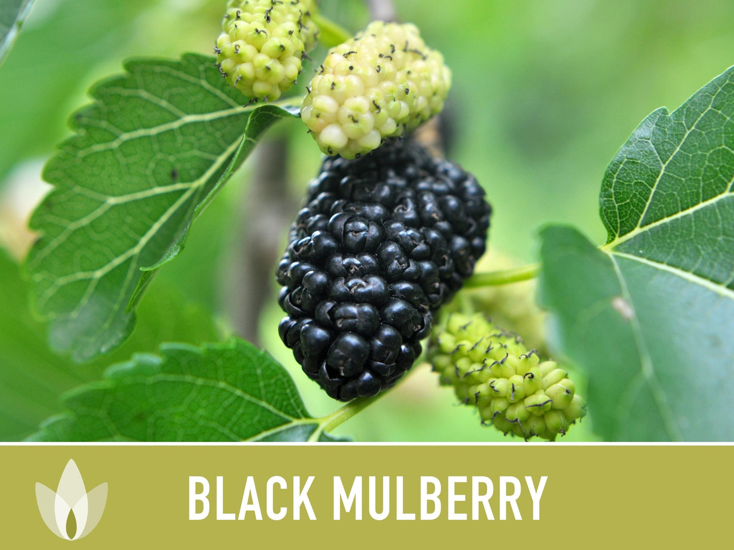 Black Mulberry Seeds - Heirloom Seeds, Dark & Sweet Fruit, Sacred Medicinal Tree, Morus Nigra, Open Pollinated, Non-GMO