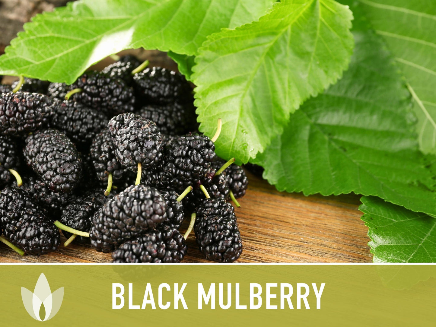Black Mulberry Seeds - Heirloom Seeds, Dark & Sweet Fruit, Sacred Medicinal Tree, Morus Nigra, Open Pollinated, Non-GMO