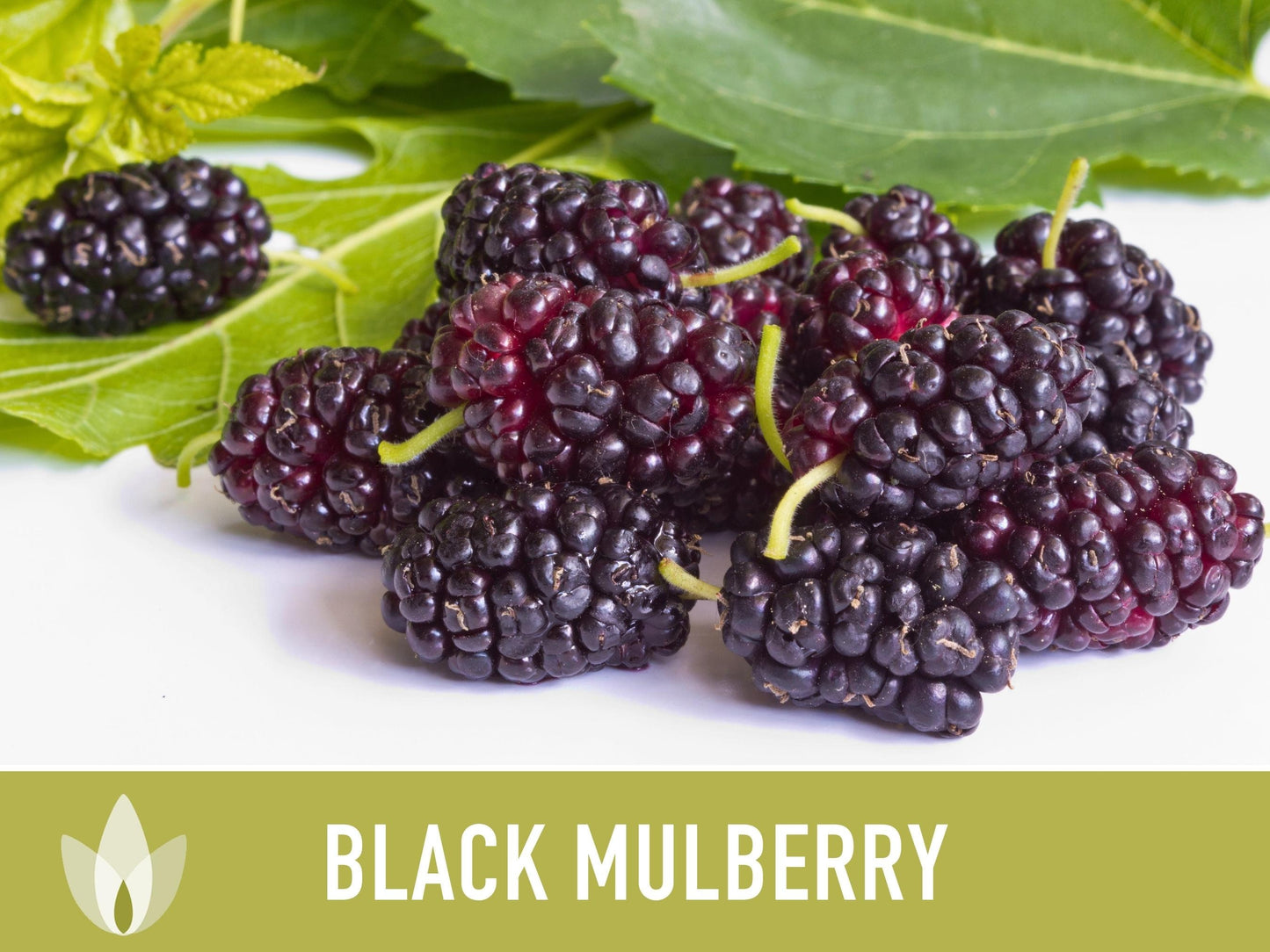 Black Mulberry Seeds - Heirloom Seeds, Dark & Sweet Fruit, Sacred Medicinal Tree, Morus Nigra, Open Pollinated, Non-GMO