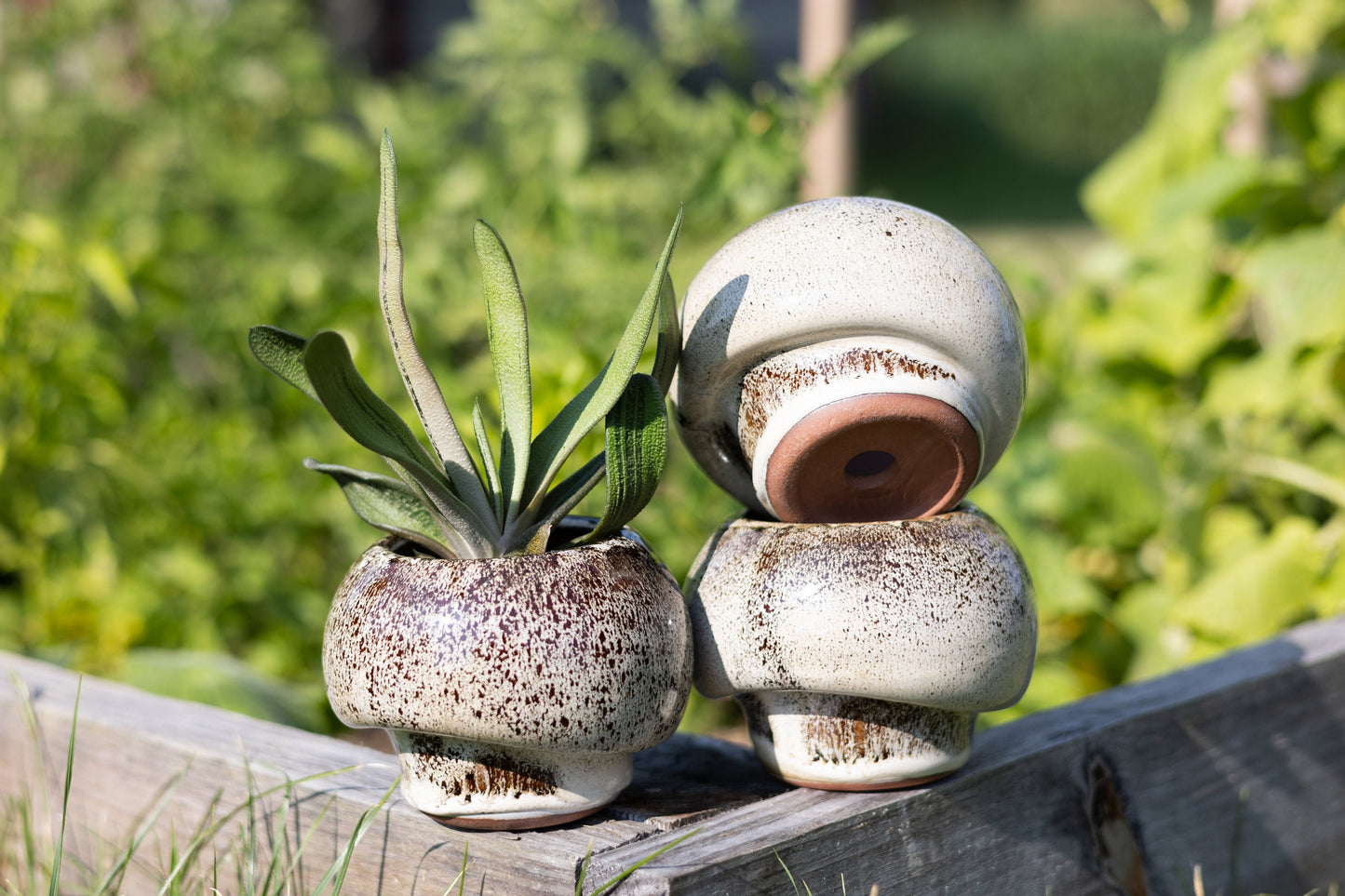 Mushroom Planting Pot