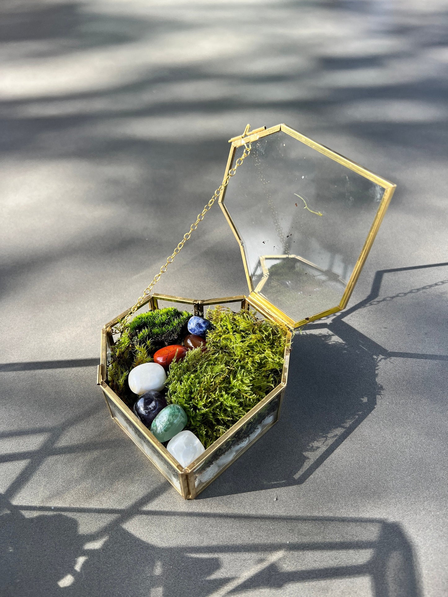 Fresh Moss Terrarium Kit: Golden Wardian Case, Live Plants (VIDEO INSTRUCTIONS)