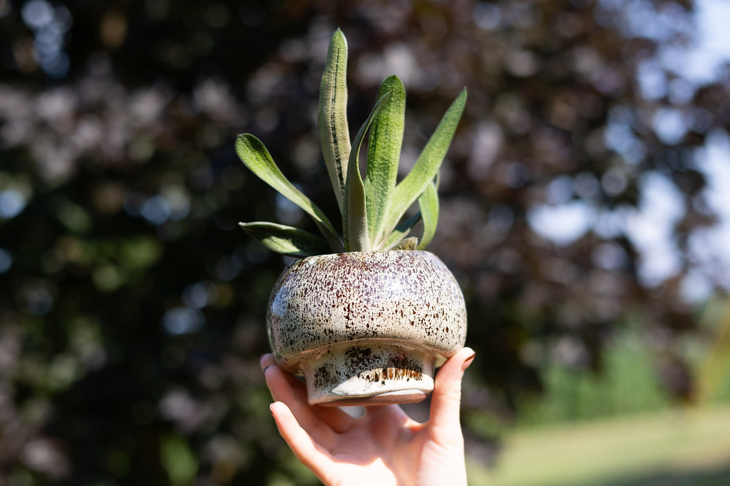 Mushroom Planting Pot