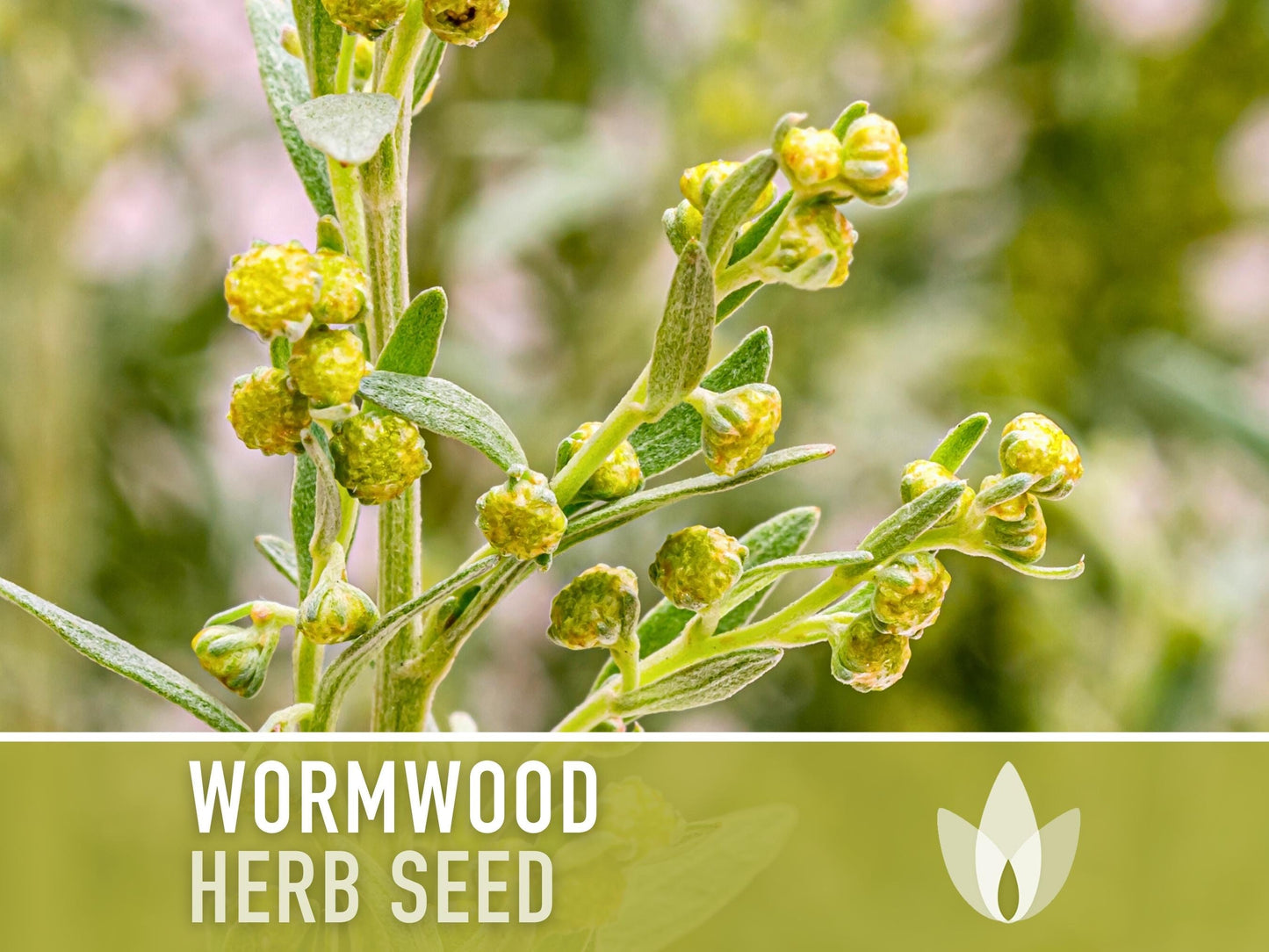 Wormwood Organic Medicinal Herb Seeds - Artemisia Absinthium, Heirloom, Non-GMO