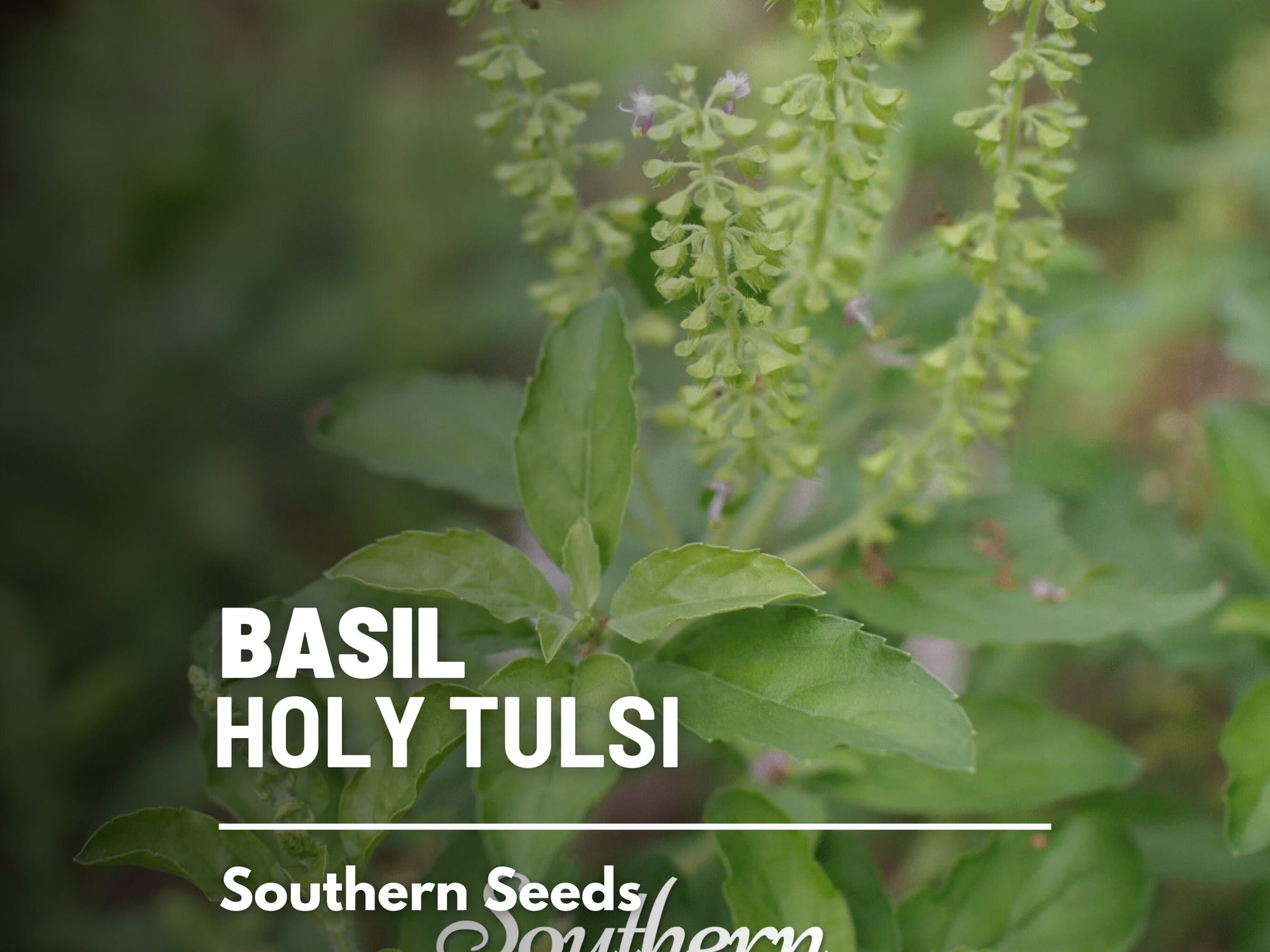 Holy Basil Seeds (Tulsi, Kapoor) – Heirloom Sacred Herb, Easy to Grow, Top Choice for Home Apothecaries & Tea | 250 Seeds
