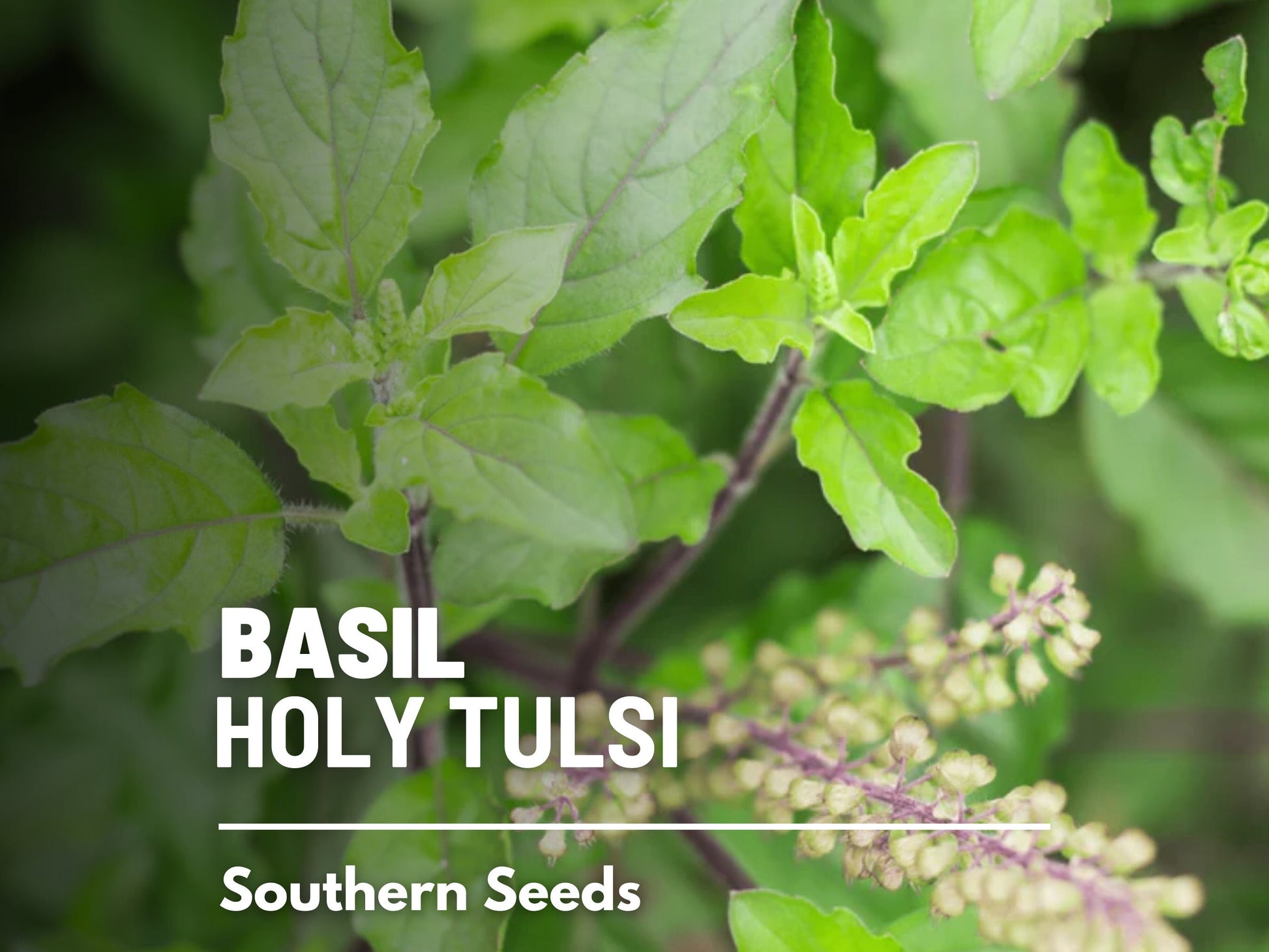 Holy Basil Seeds (Tulsi, Kapoor) – Heirloom Sacred Herb, Easy to Grow, Top Choice for Home Apothecaries & Tea | 250 Seeds