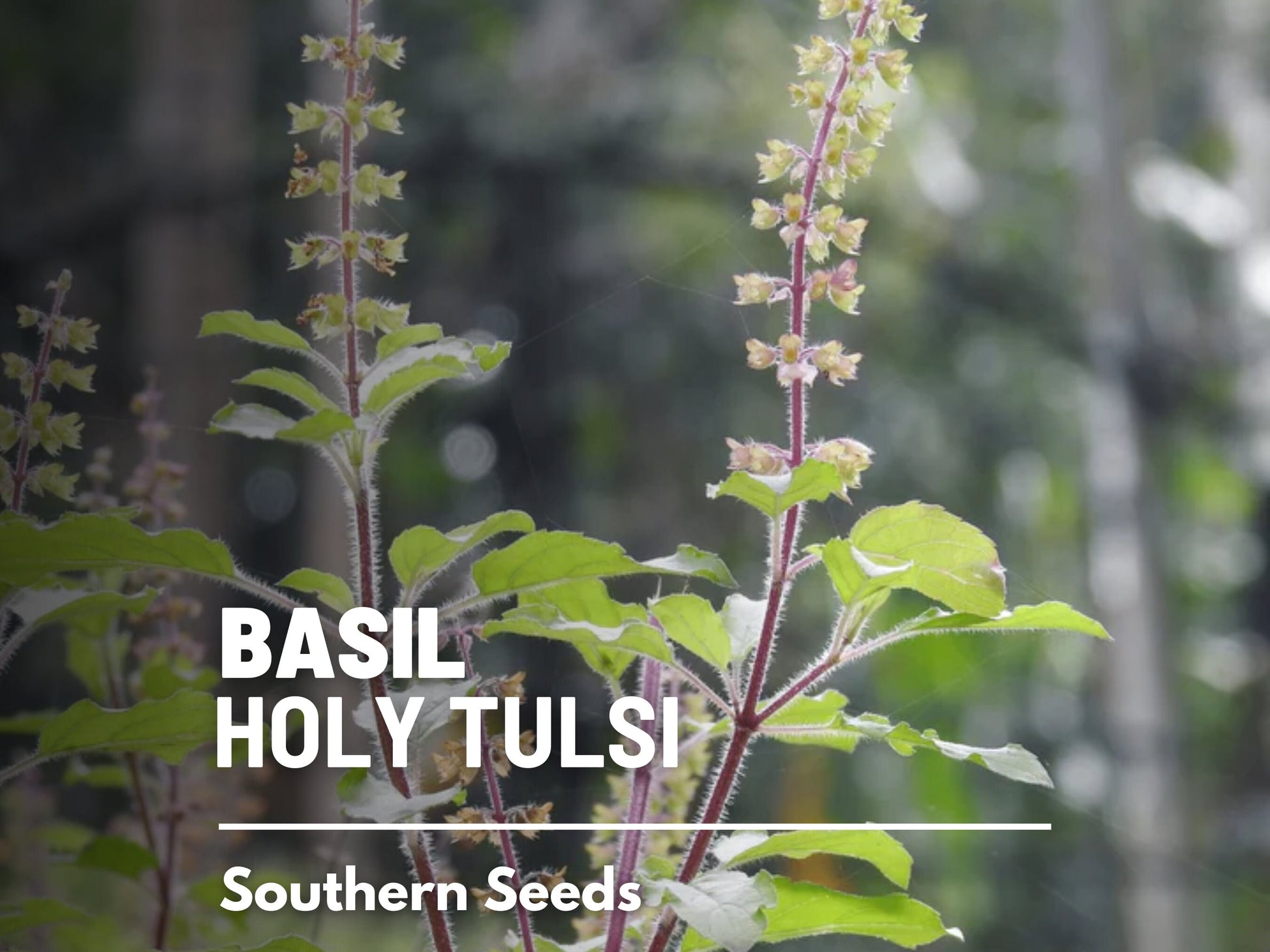 Holy Basil Seeds (Tulsi, Kapoor) – Heirloom Sacred Herb, Easy to Grow, Top Choice for Home Apothecaries & Tea | 250 Seeds
